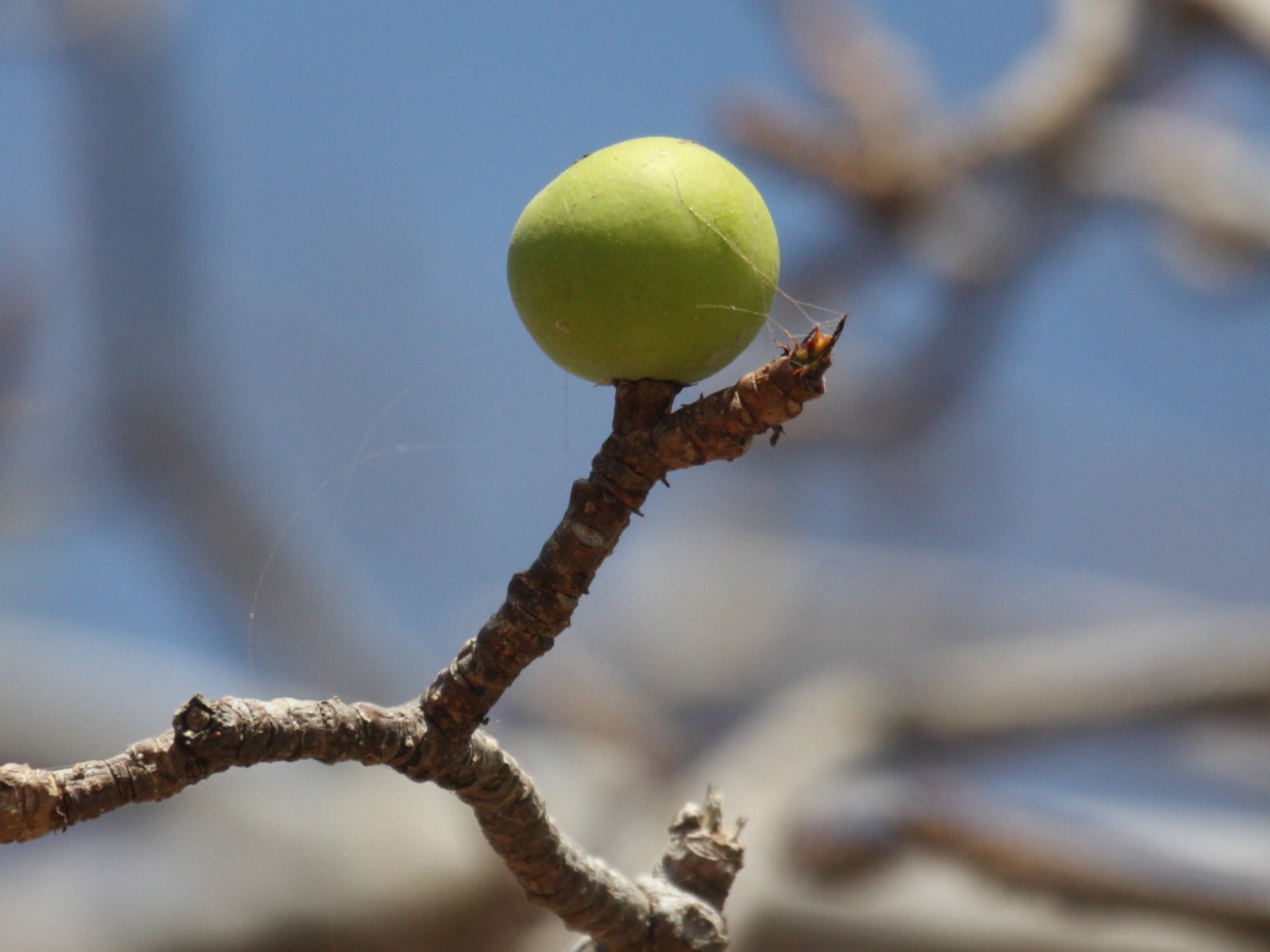 hippomane_mancinella1bd