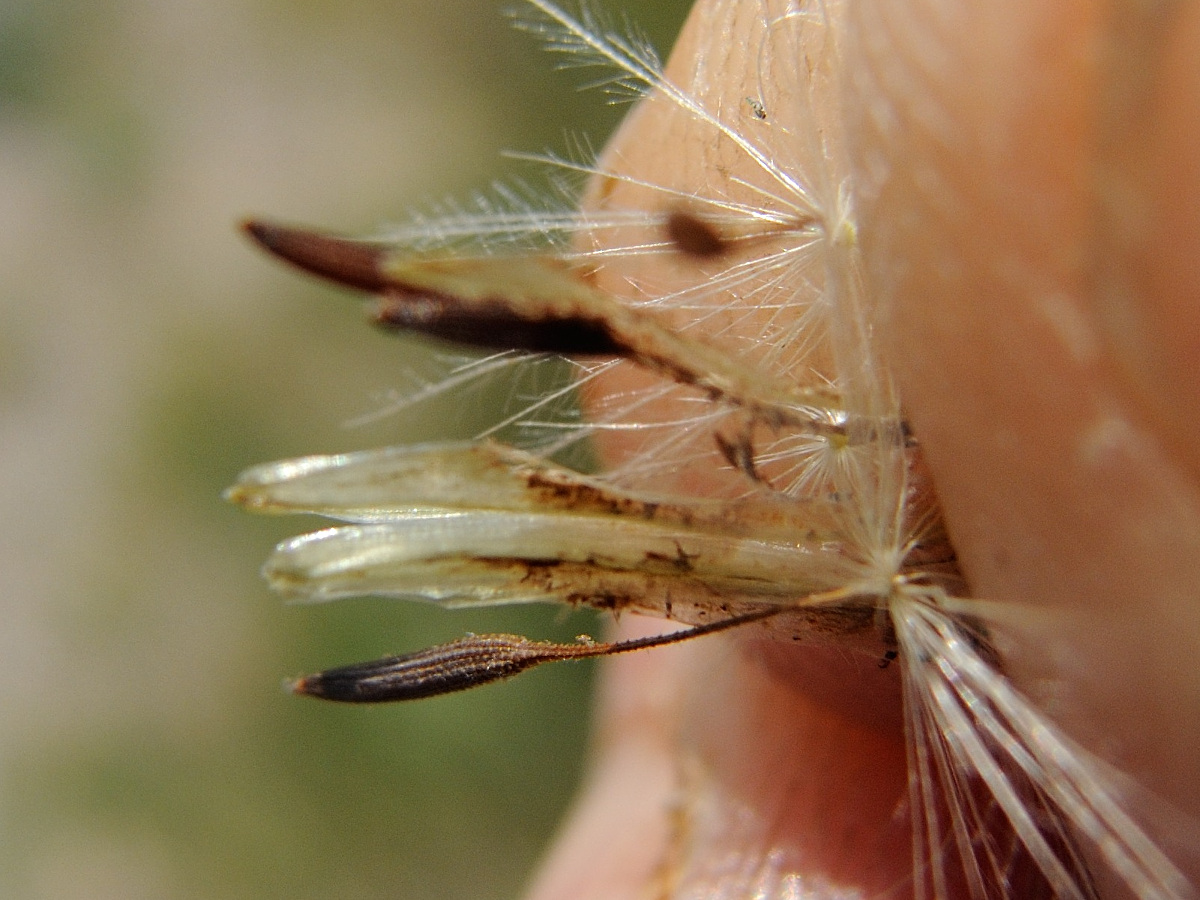 Afficher le média hypochaeris_radicata7md hypochaeris_radicata7md