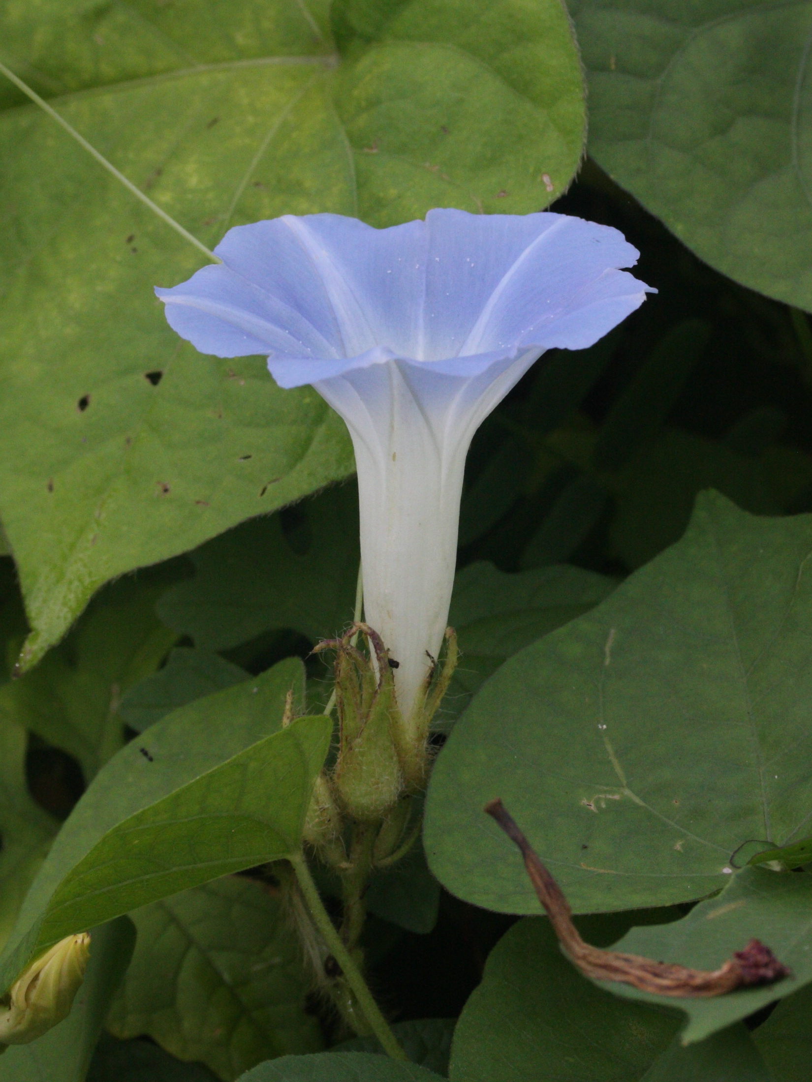 ipomoea_indica4md