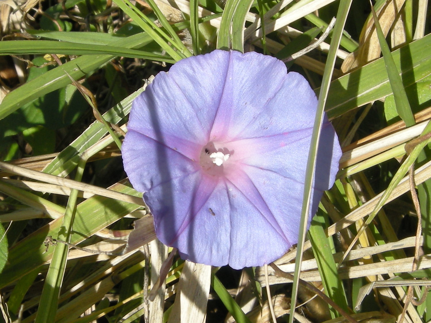 ipomoea_purpurea2md