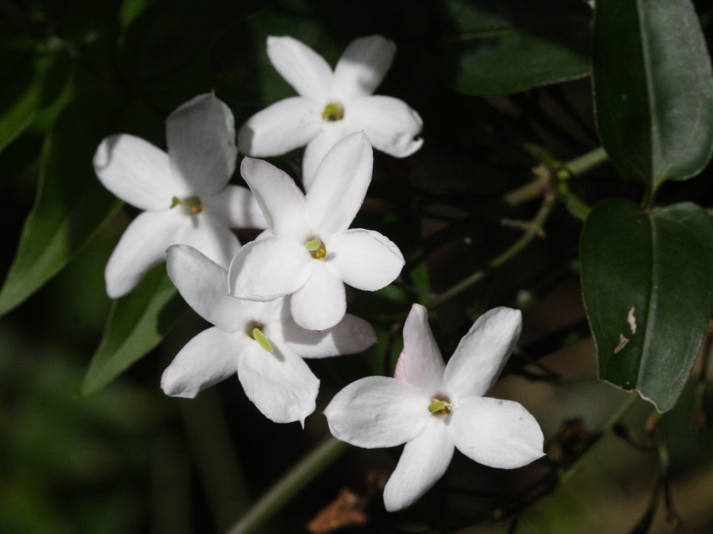 jasminum_officinale2md