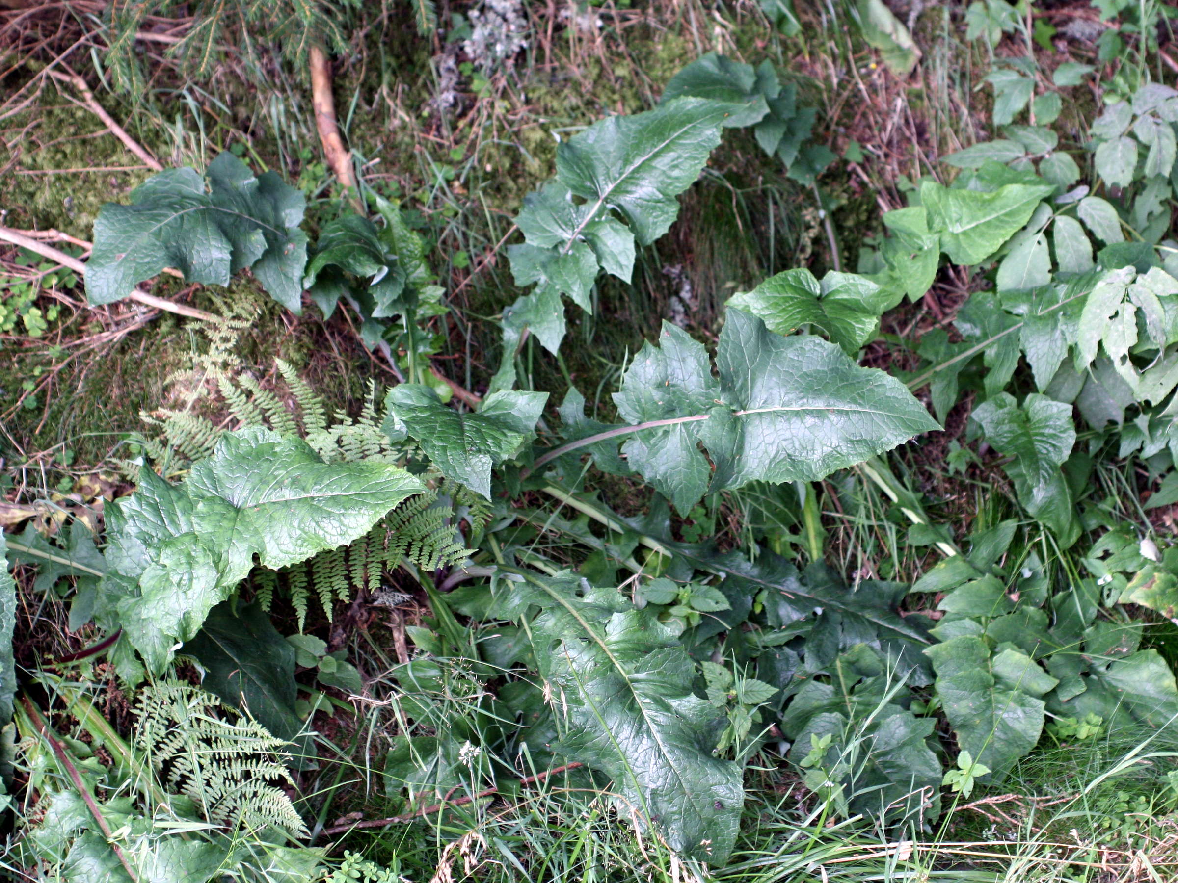 Afficher le média lactuca_plumieri4md lactuca_plumieri4md