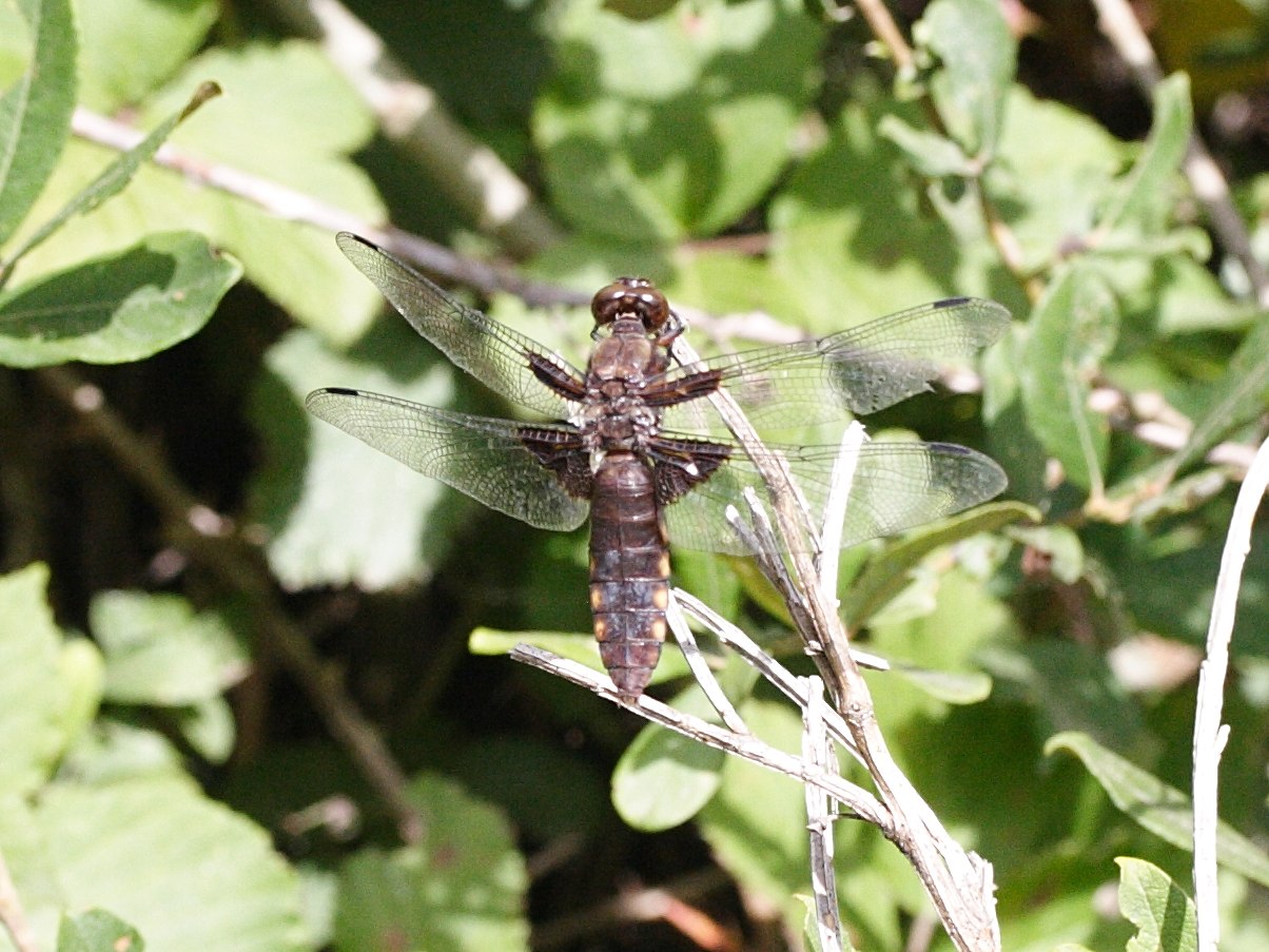 libellula_depressa5md