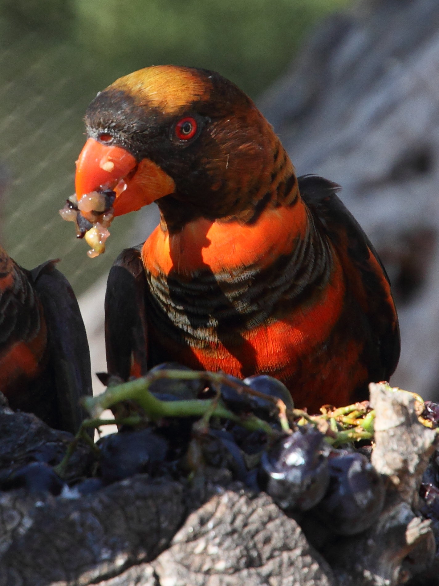 lori_sombre_-_pseudeos_fuscata2md