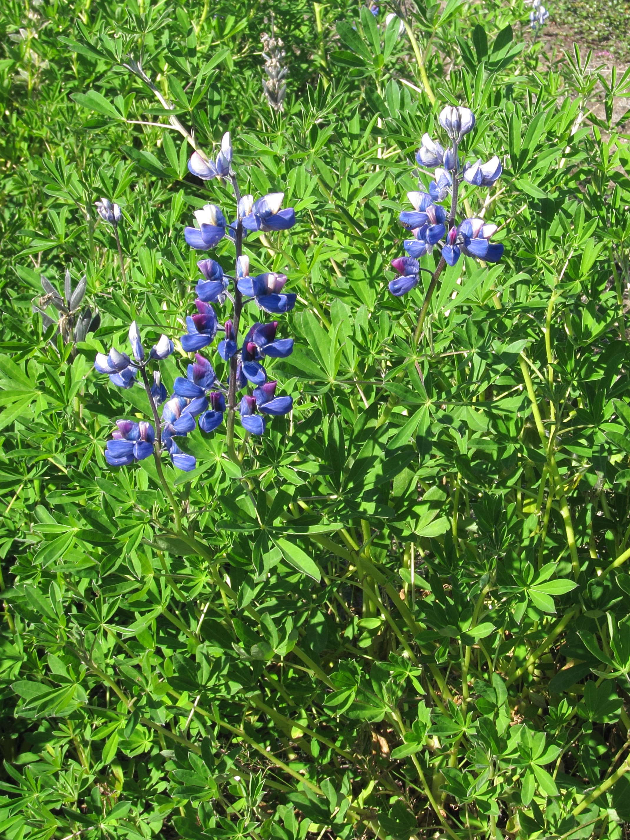 lupinus_nootkatensis2sd