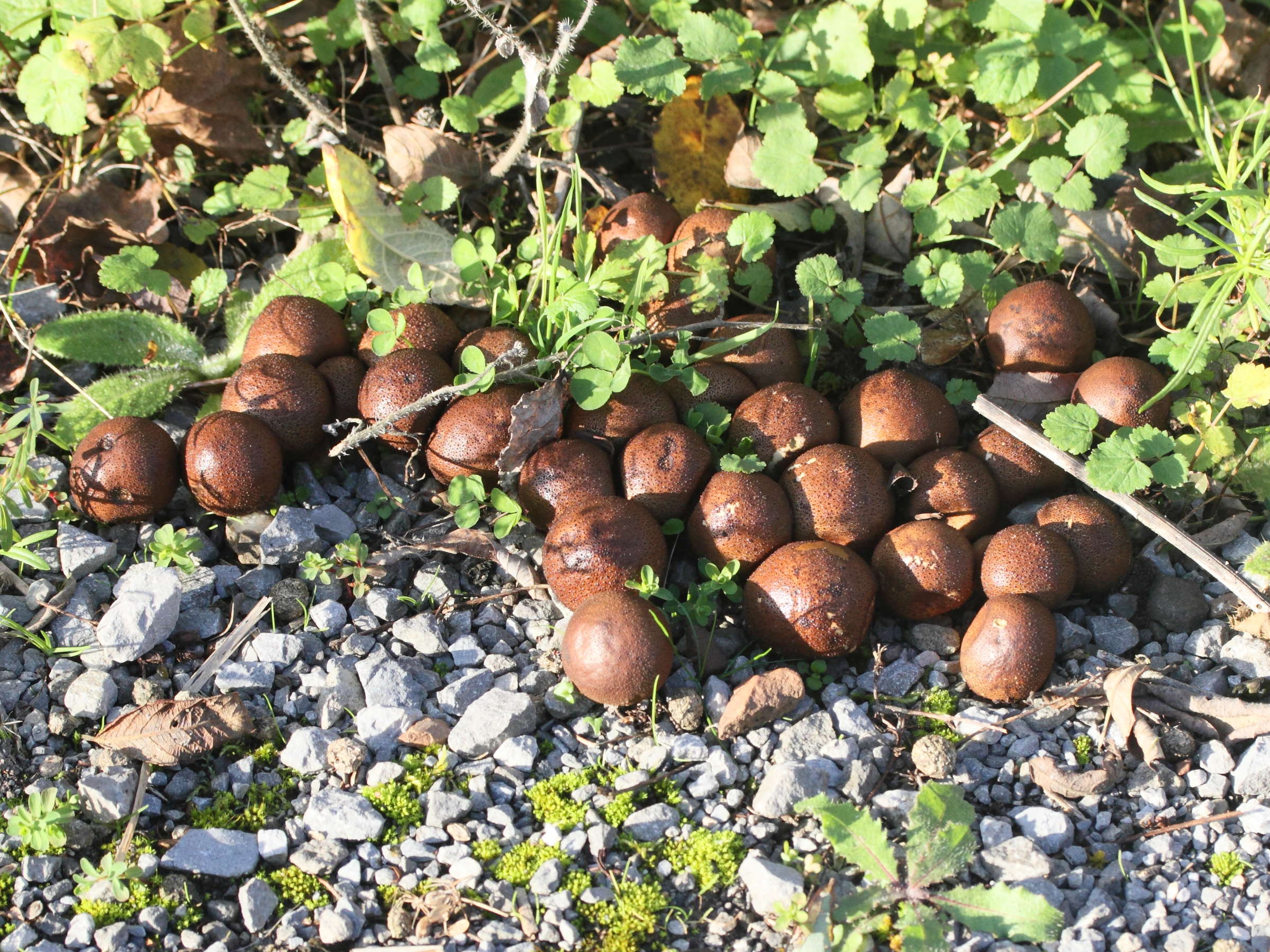 Afficher le média lycoperdon_pyriforme5md lycoperdon_pyriforme5md