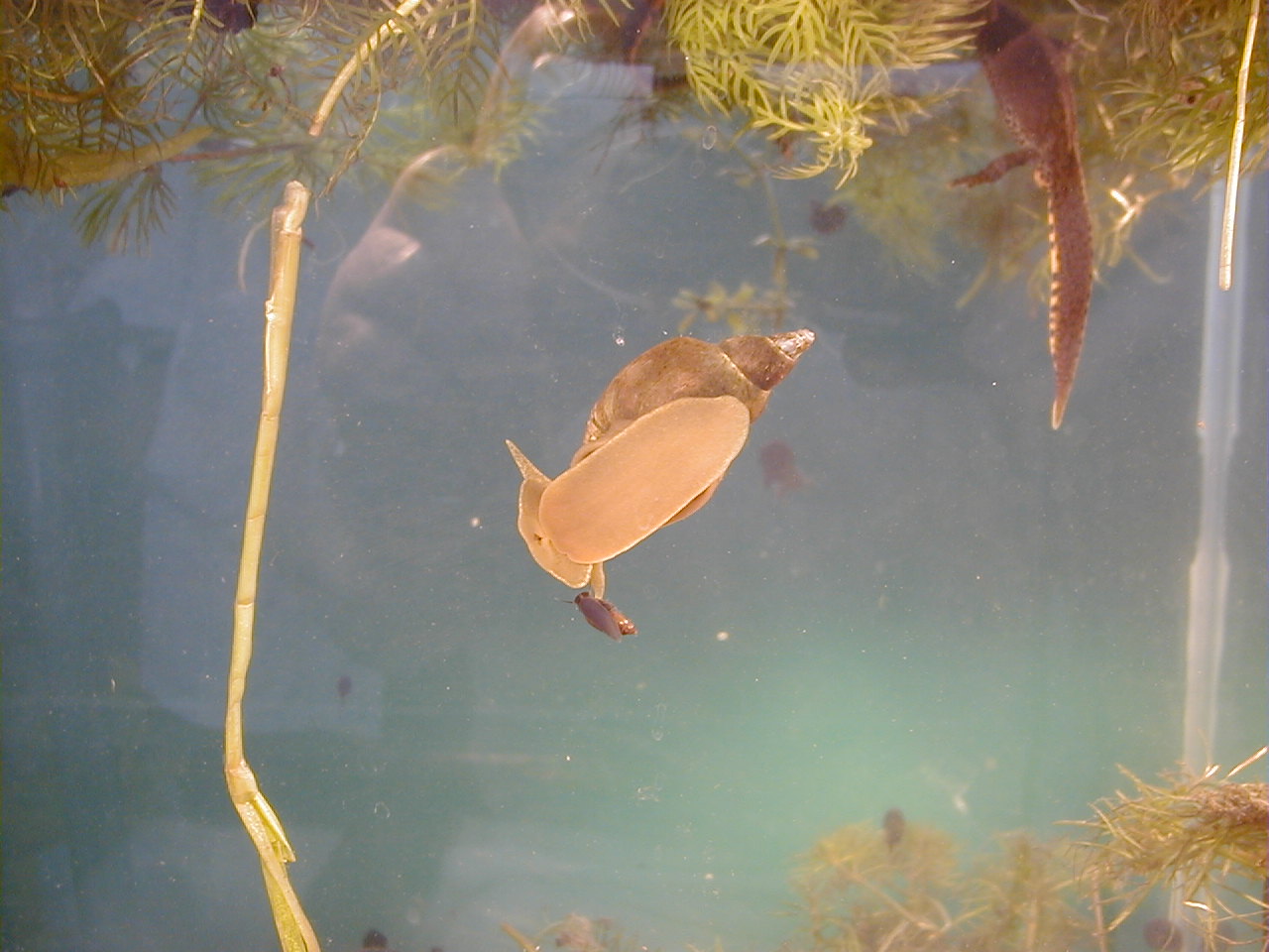 Lymnaea_stagnalis
