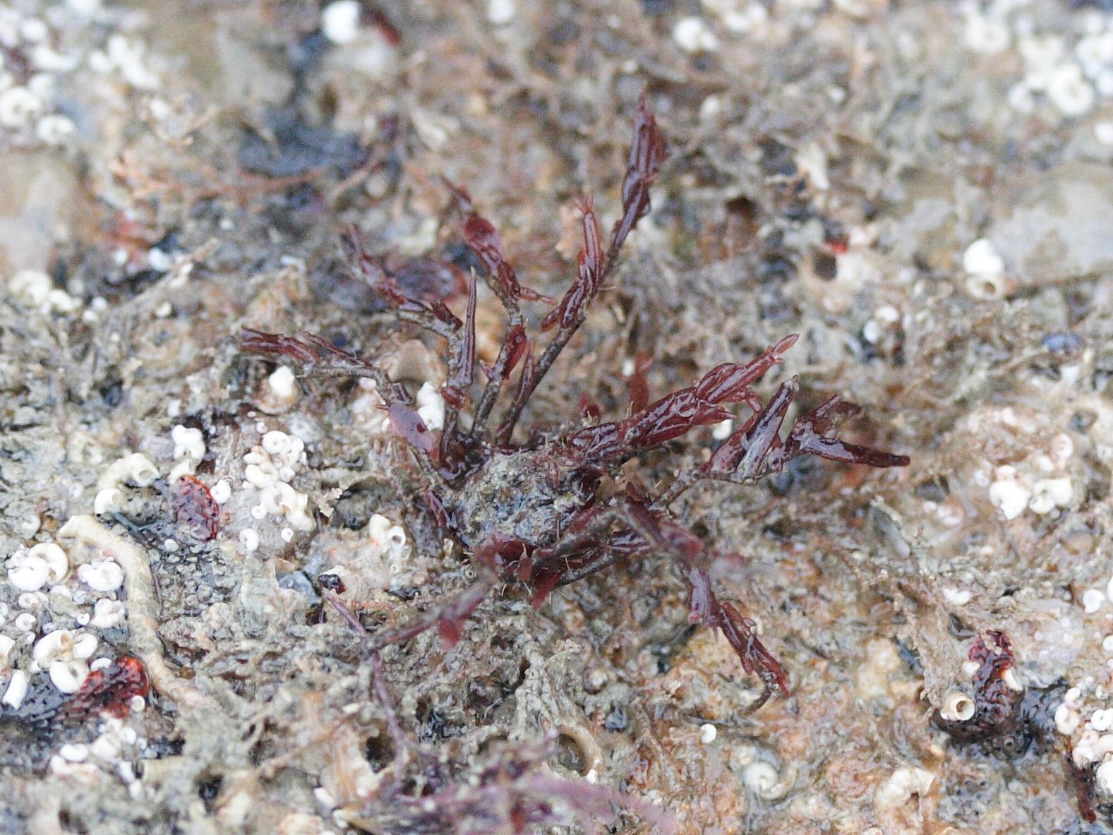 macropodia_rostrata1md