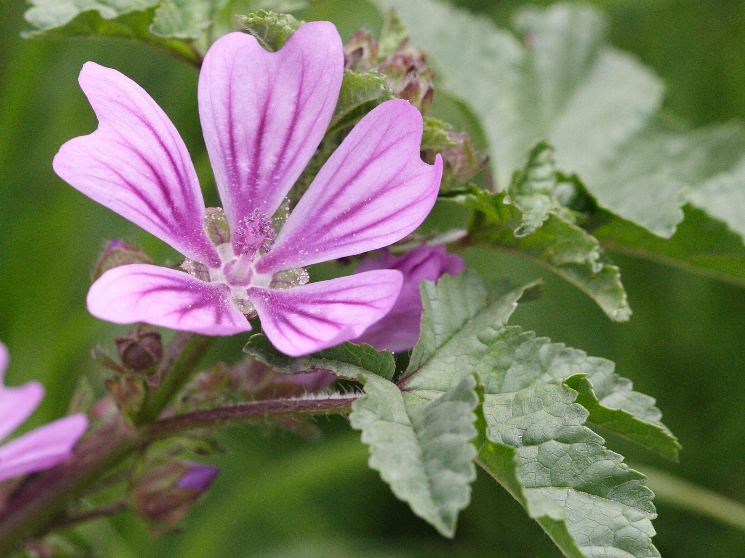 malva_sylvestris3abd