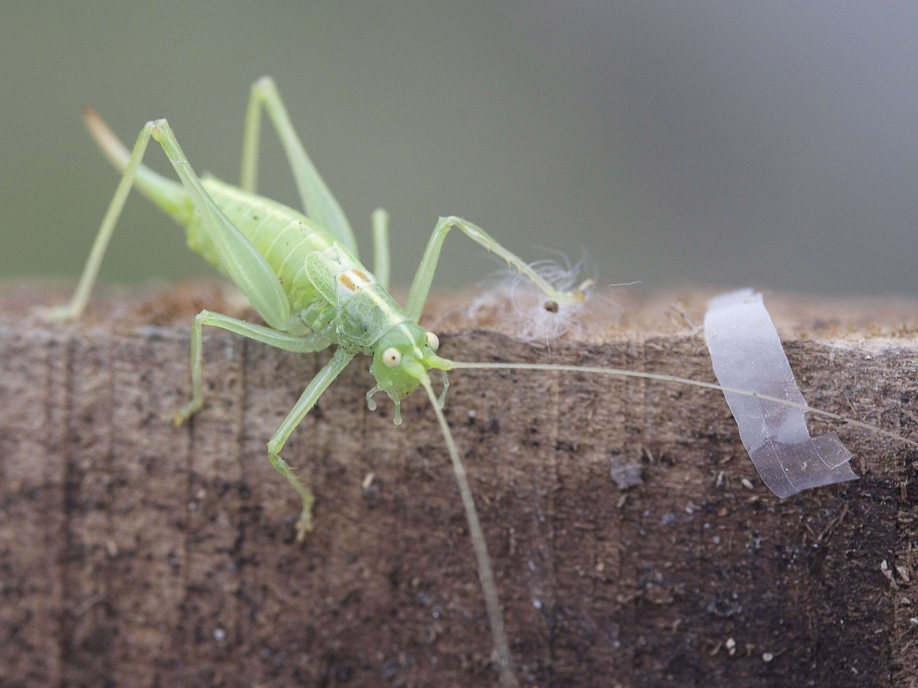 meconema_meridionale3md