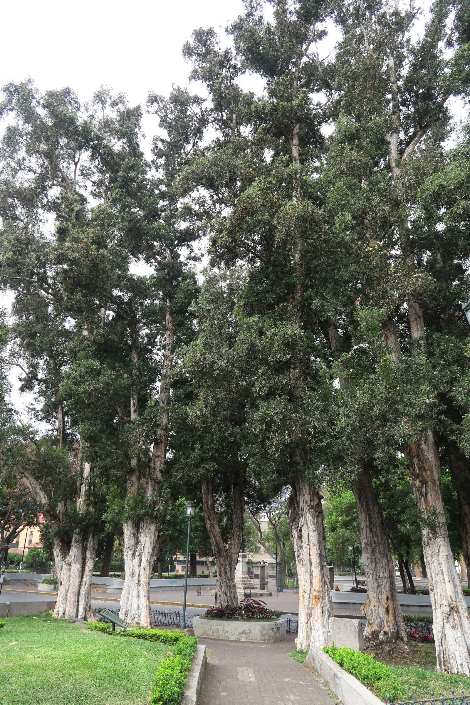 melaleuca_quinquenervia4amd