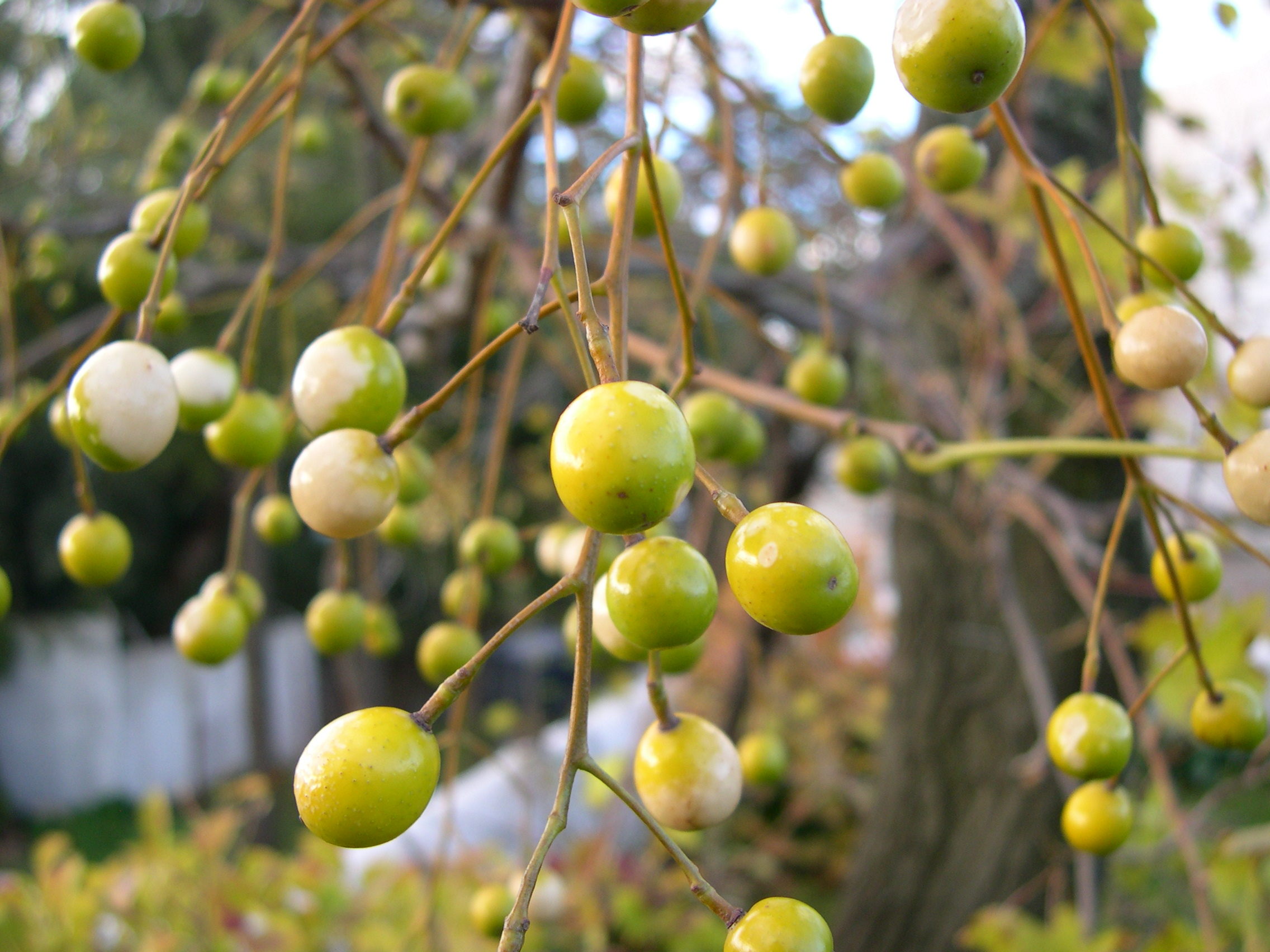 Afficher le média Melia_azedarach Melia_azedarach