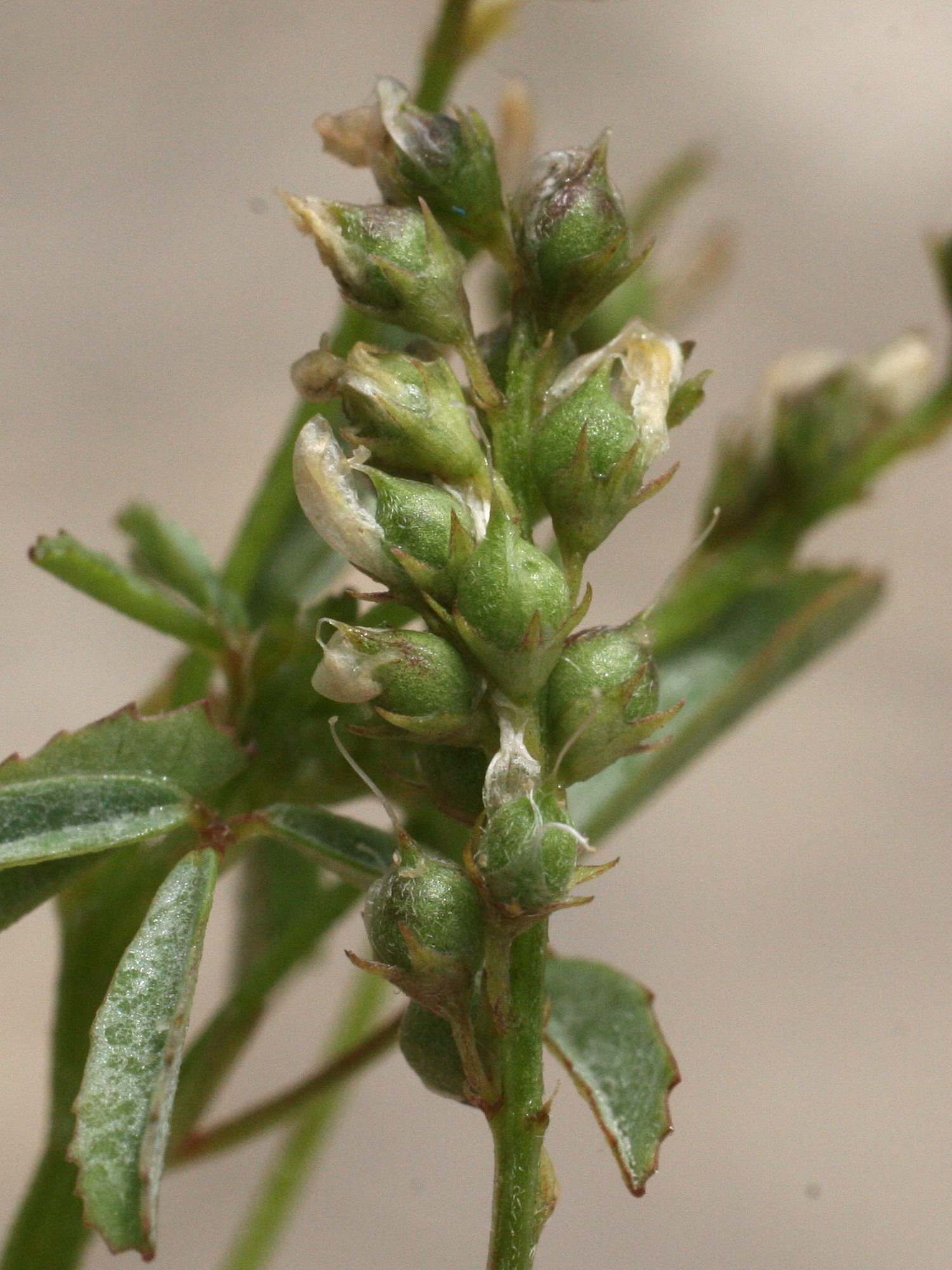 Afficher le média melilotus_neapolitanus5md melilotus_neapolitanus5md