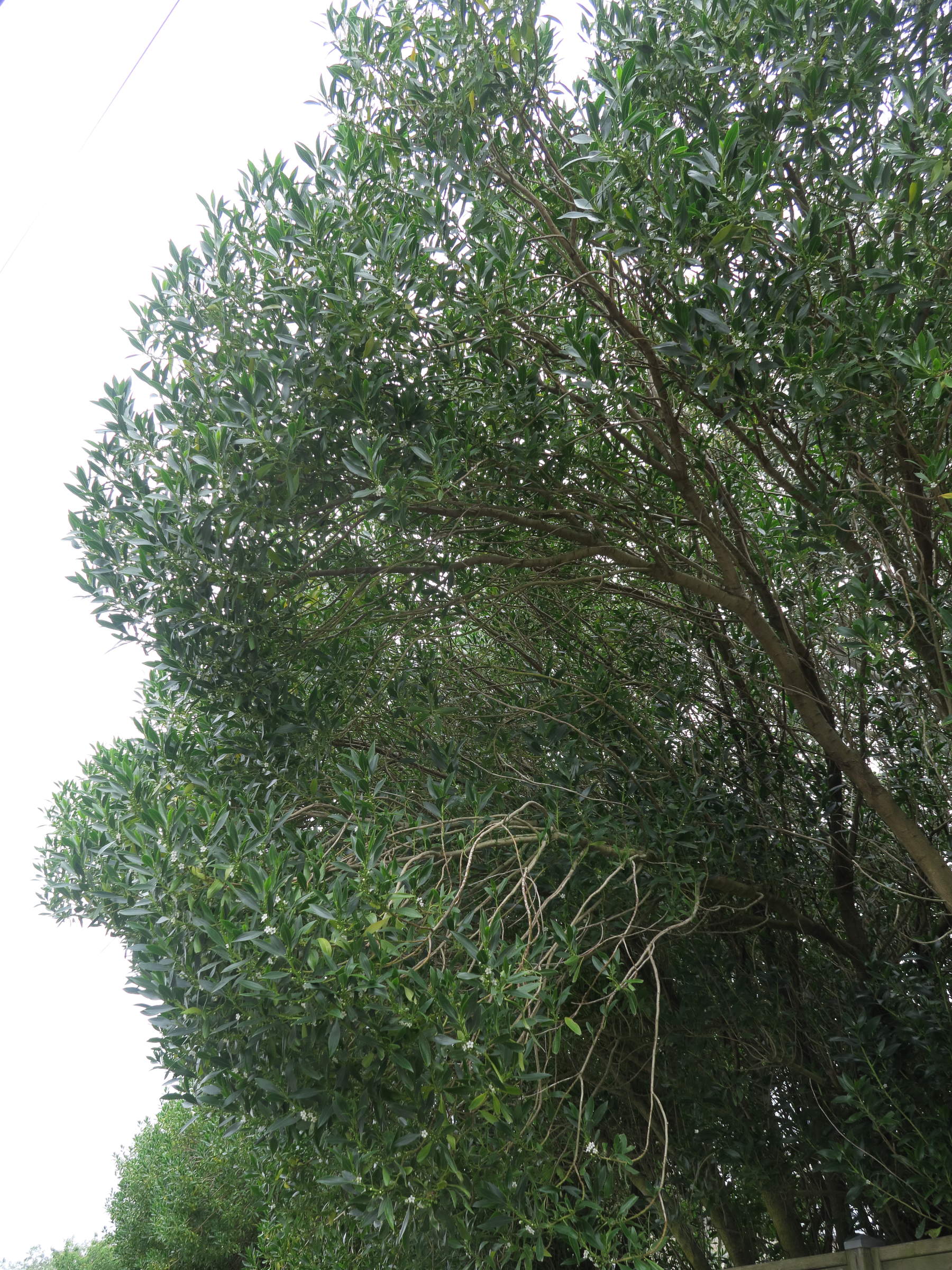 Afficher le média myoporum_laetum3md myoporum_laetum3md