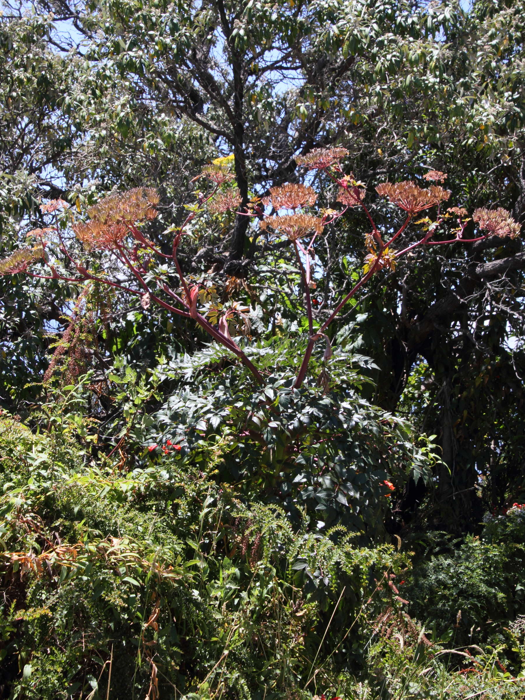 myrrhidendron_donnell-smithii1md