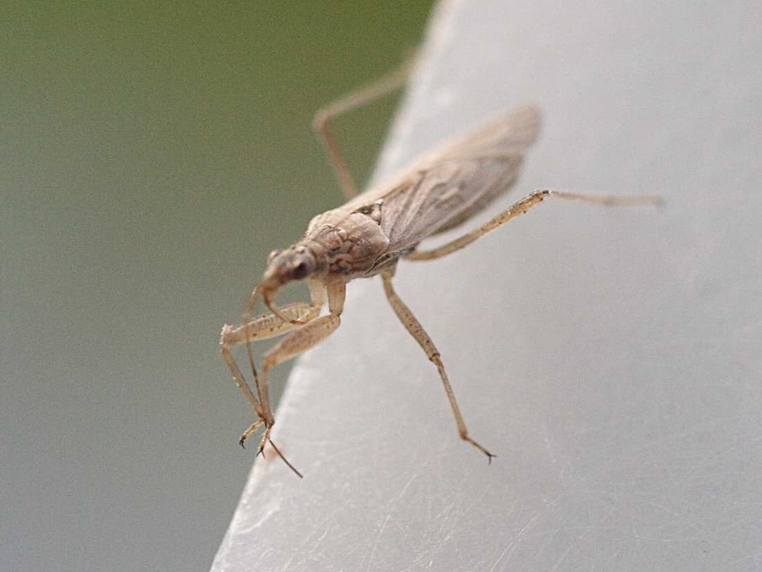 nabis_pseudoferus3md