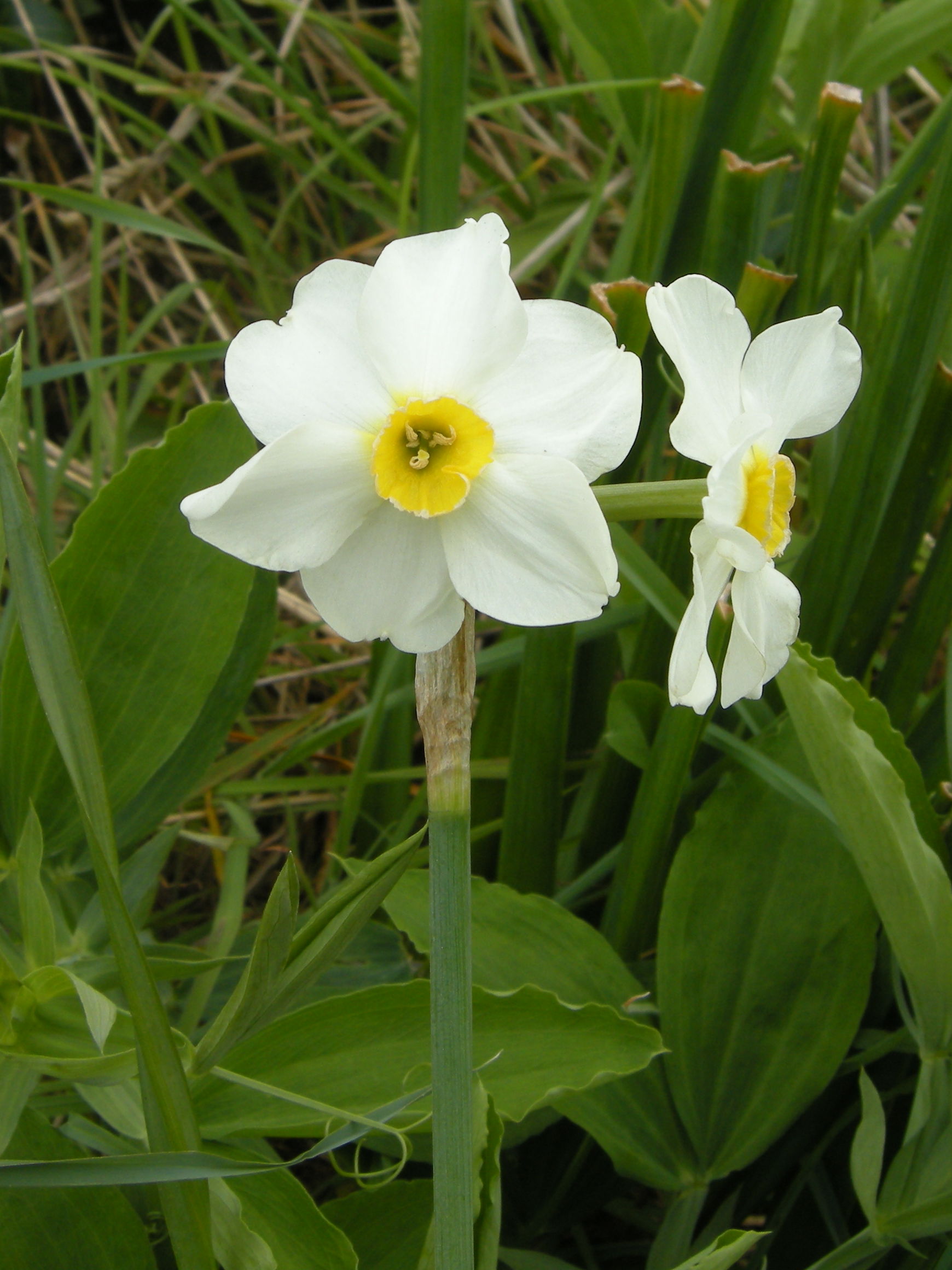 Afficher le média narcissus_x_medioluteus1md narcissus_x_medioluteus1md