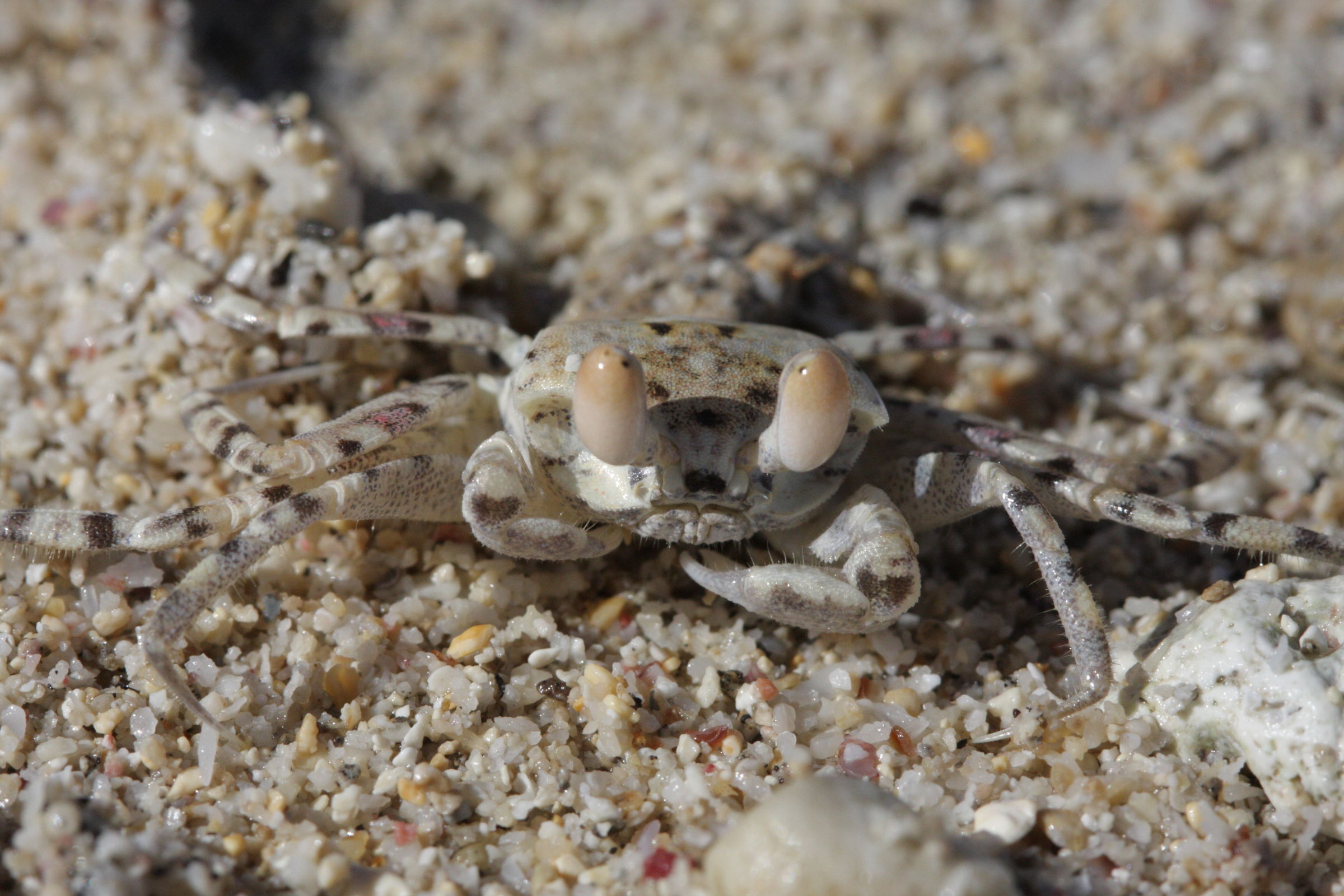 ocypode_pallidula3bd