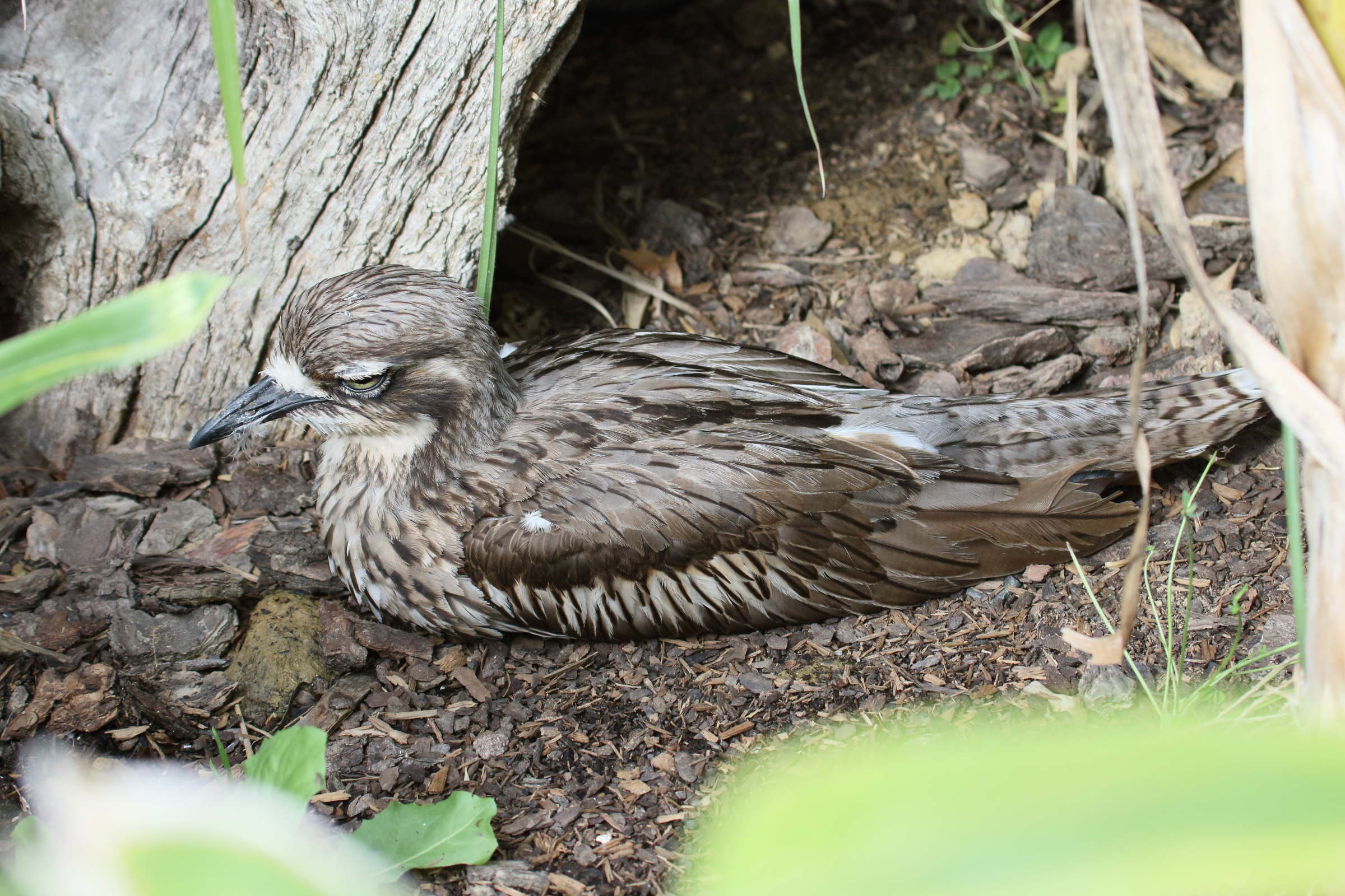 oedicneme_bride_-_burhinus_grallarius4bd