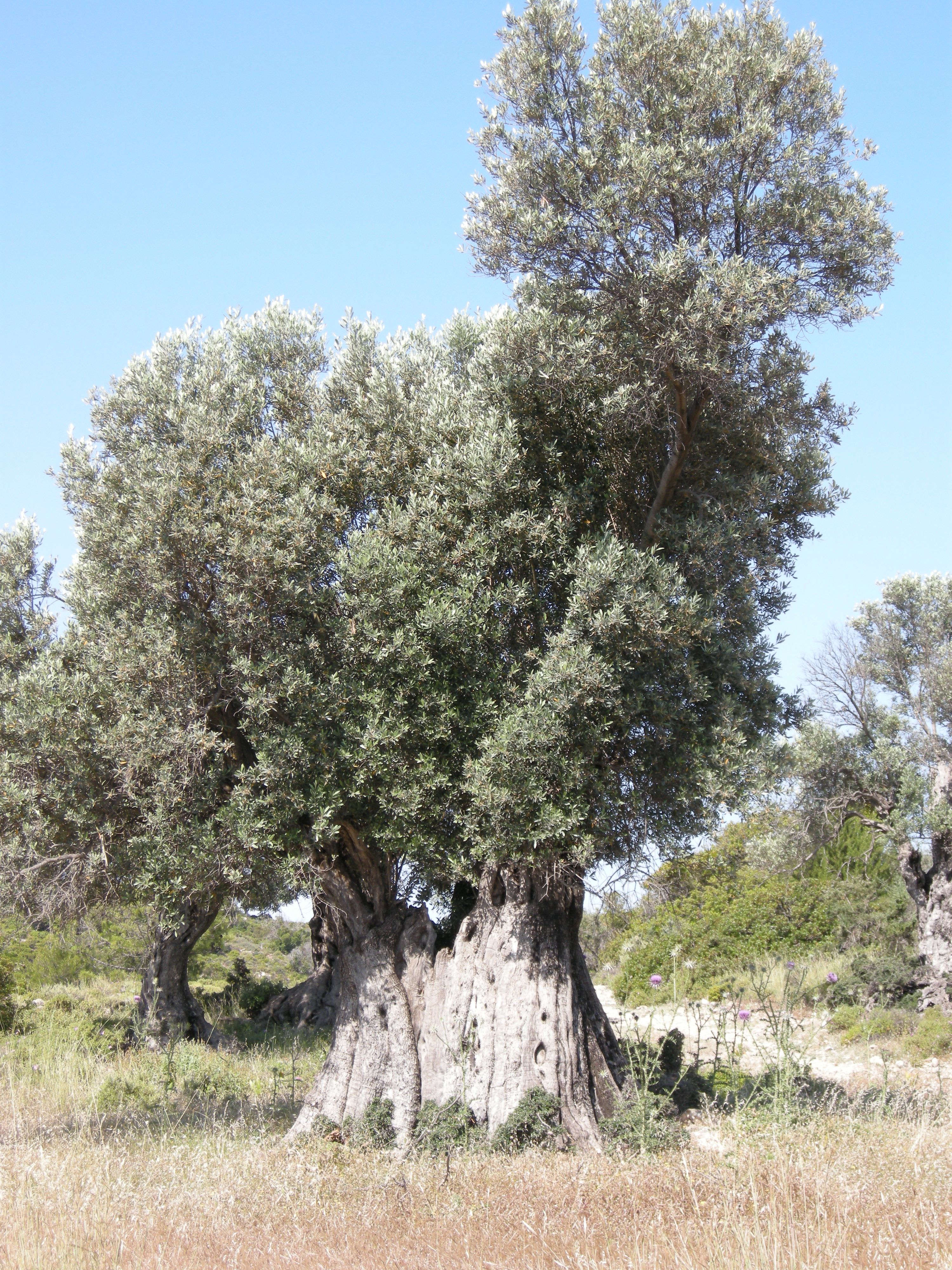 Olea_europaea