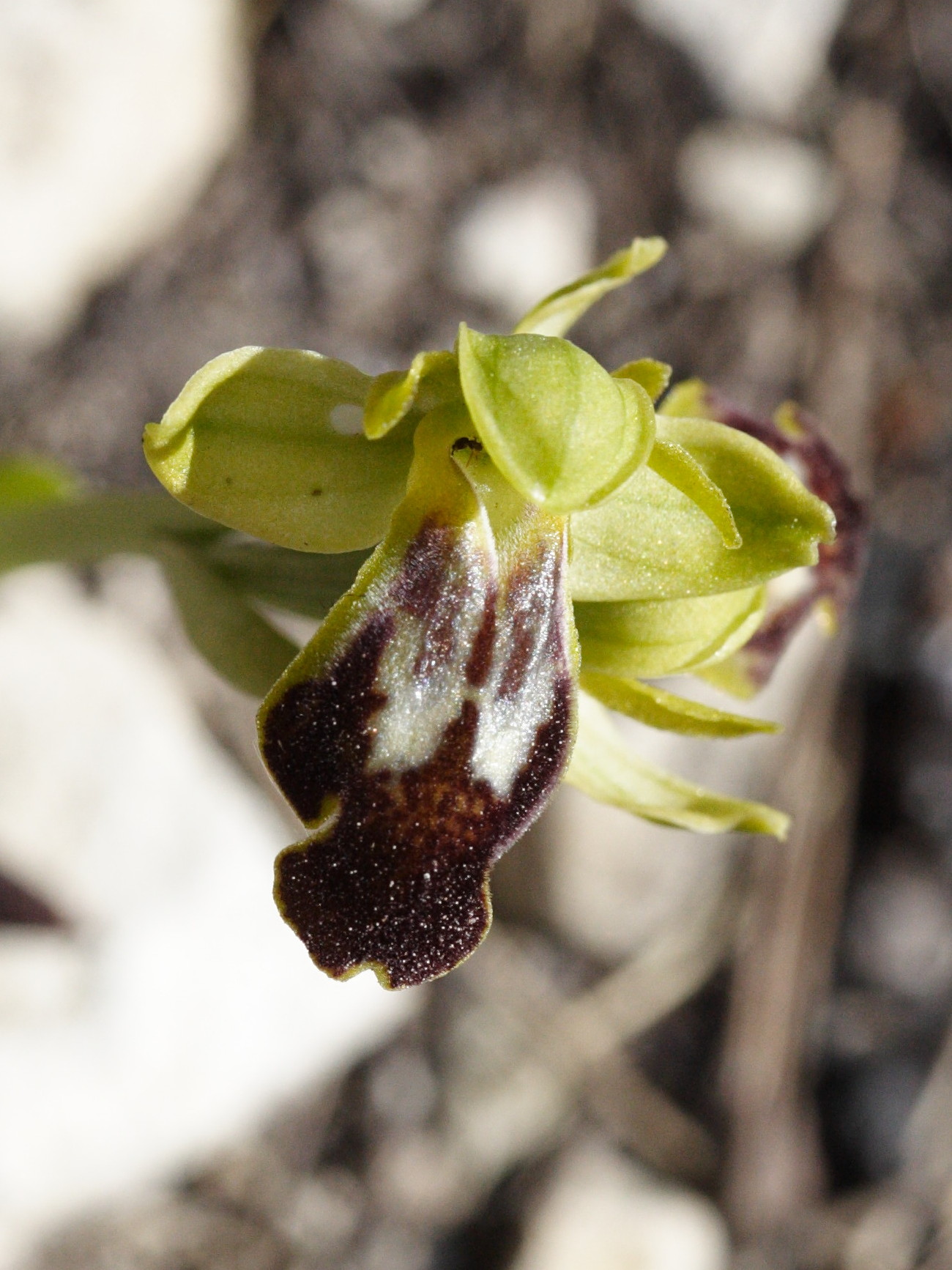 ophrys_fusca2md