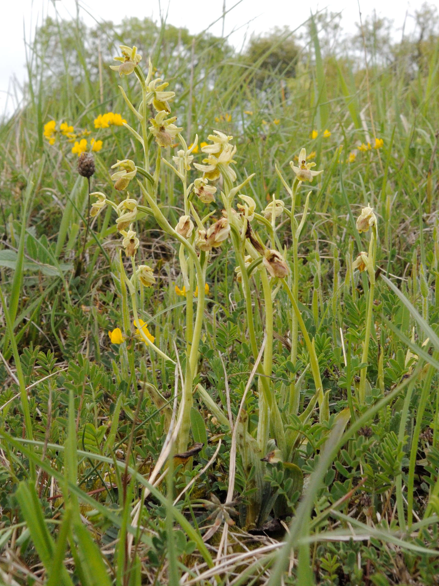 Afficher le média ophrys_virescens2md ophrys_virescens2md