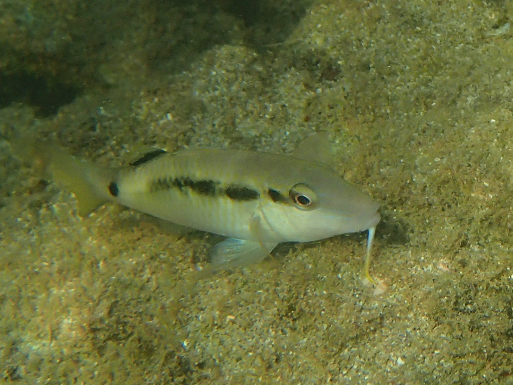 parupeneus_barberinus2bd