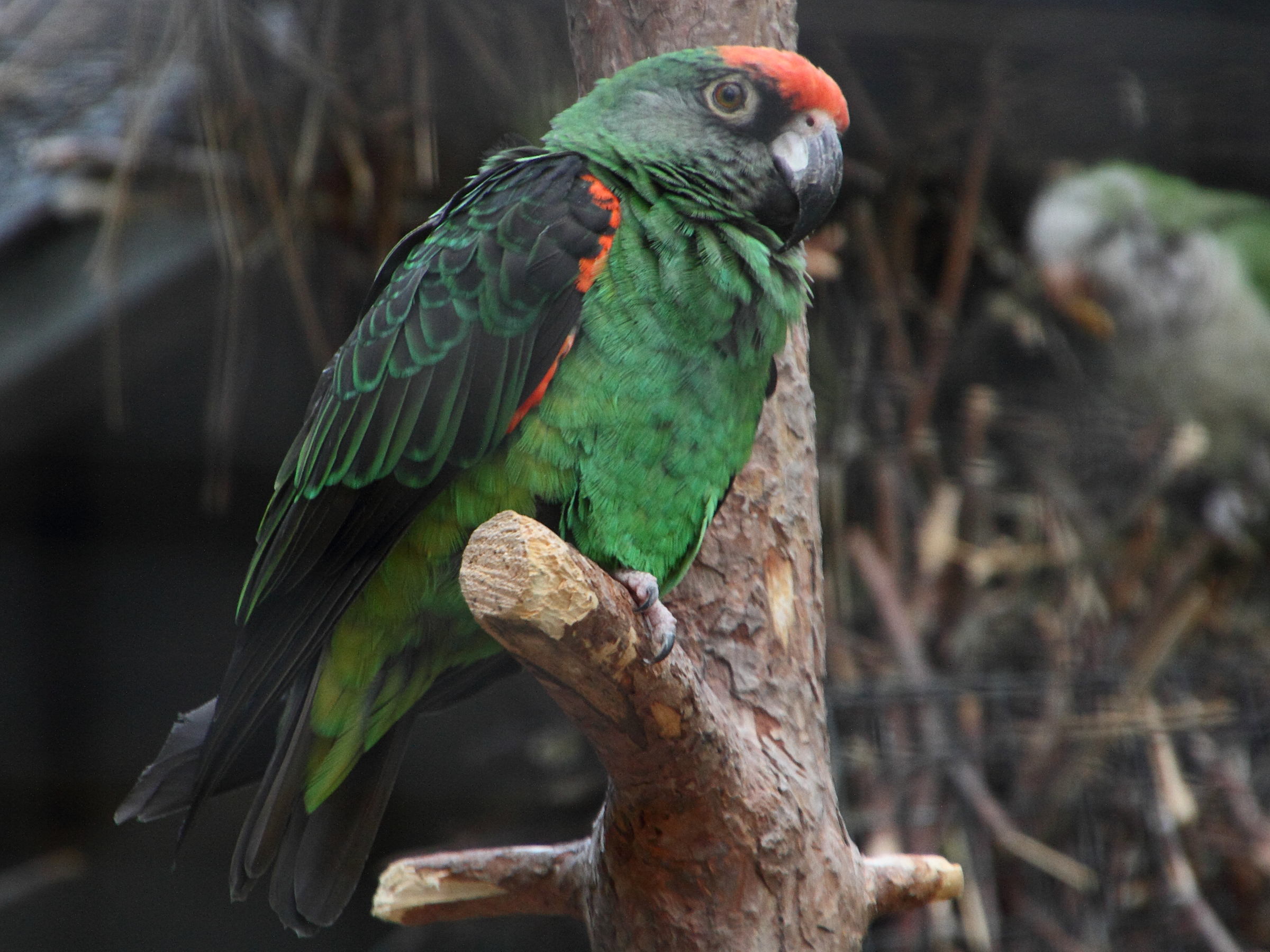 perroquet_a_calotte_rouge_-_poicephalus_gulielmi1md