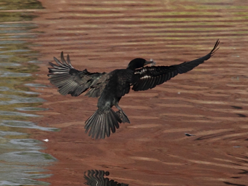 petit_cormoran_-_phalacrocorax_niger2bd