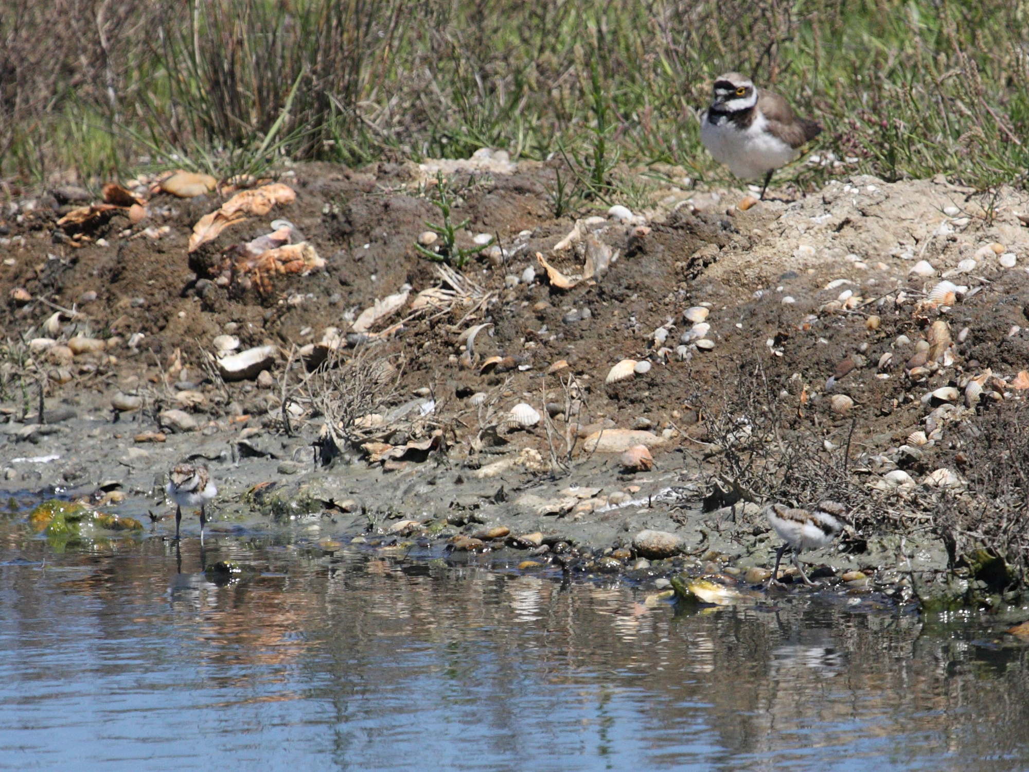 petit_gravelot_-_charadrius_dubius4md