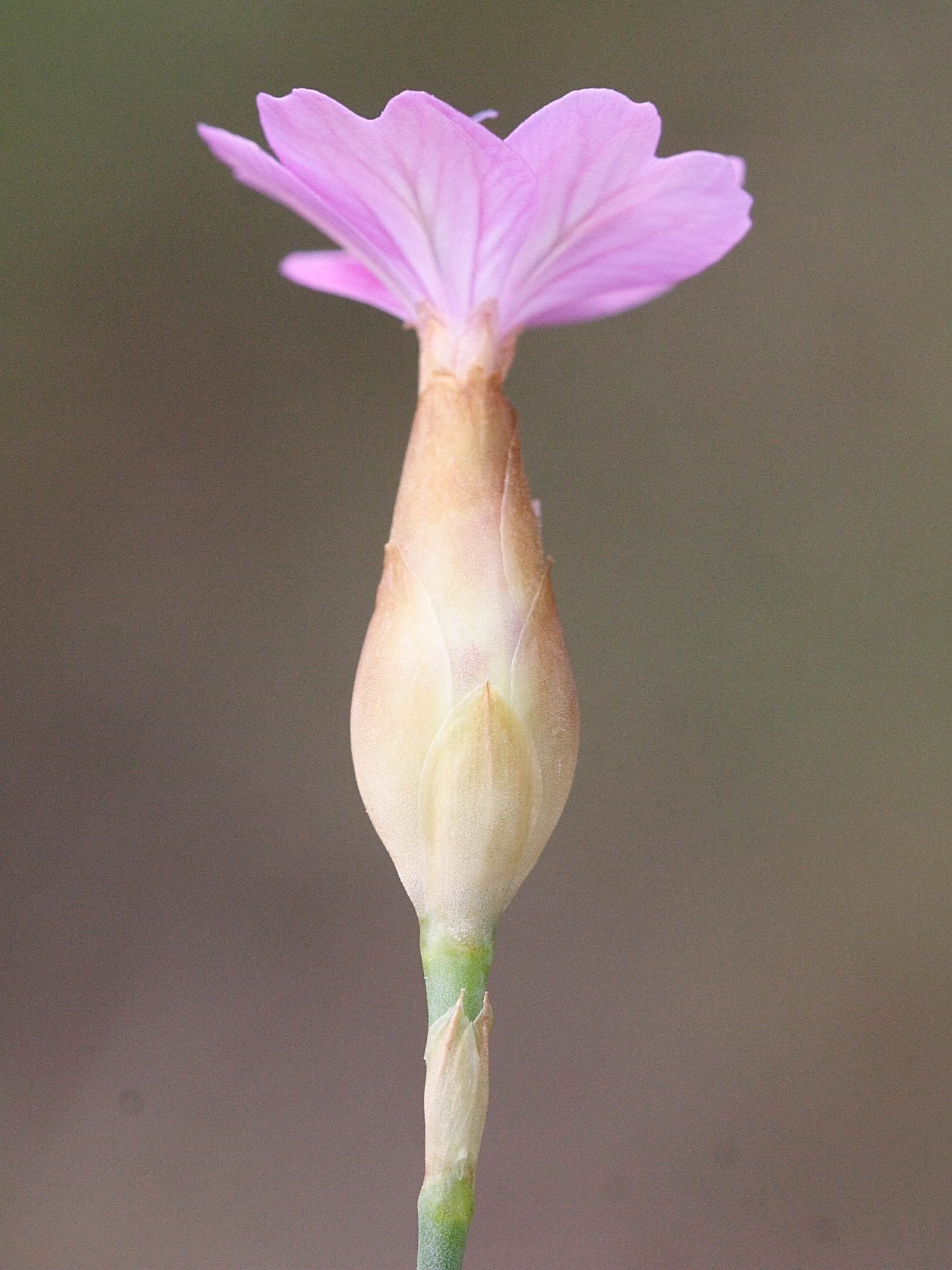 petrorhagia_dubia3md