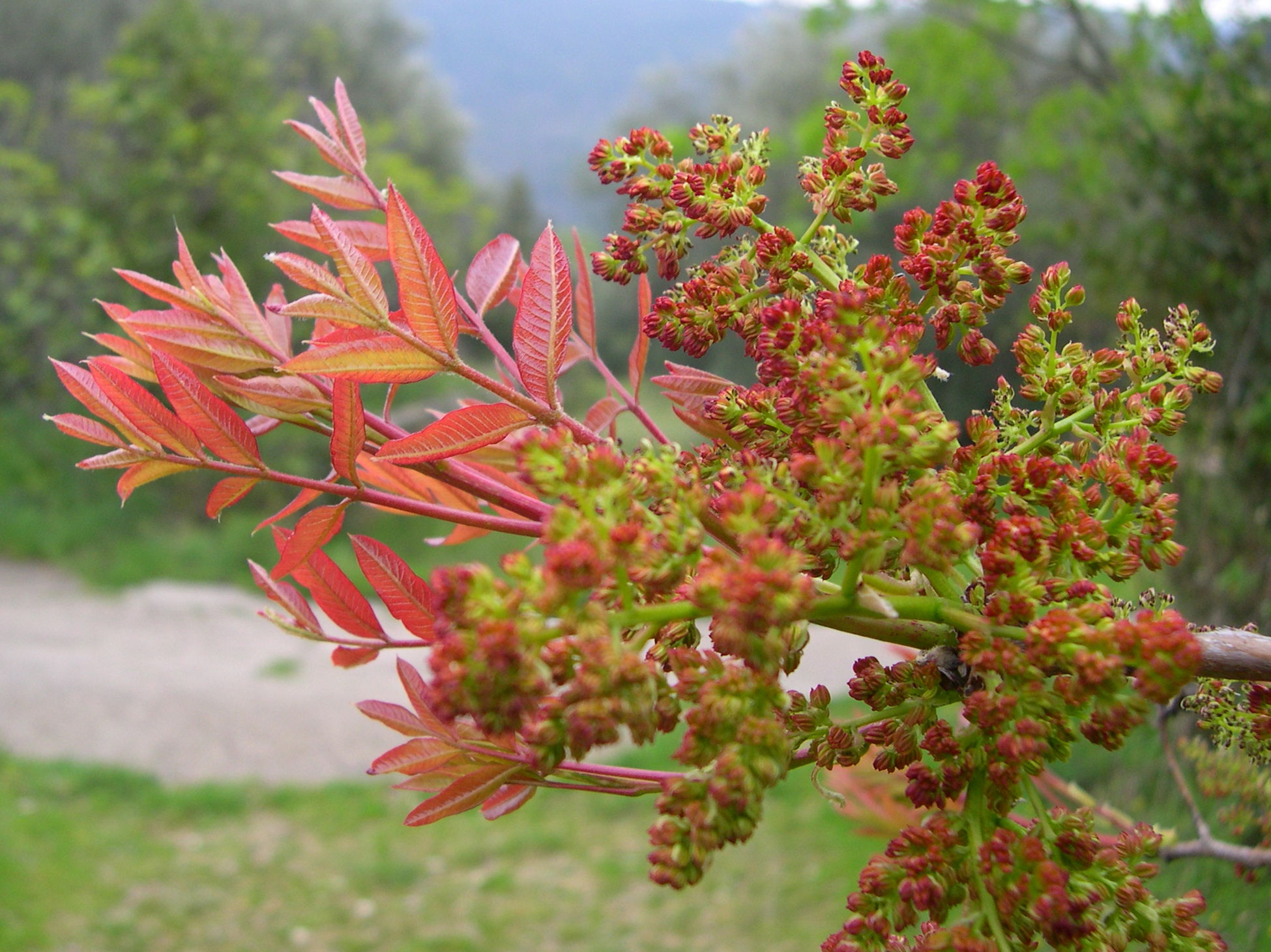 Afficher le média pistacia_terebinthus4md pistacia_terebinthus4md