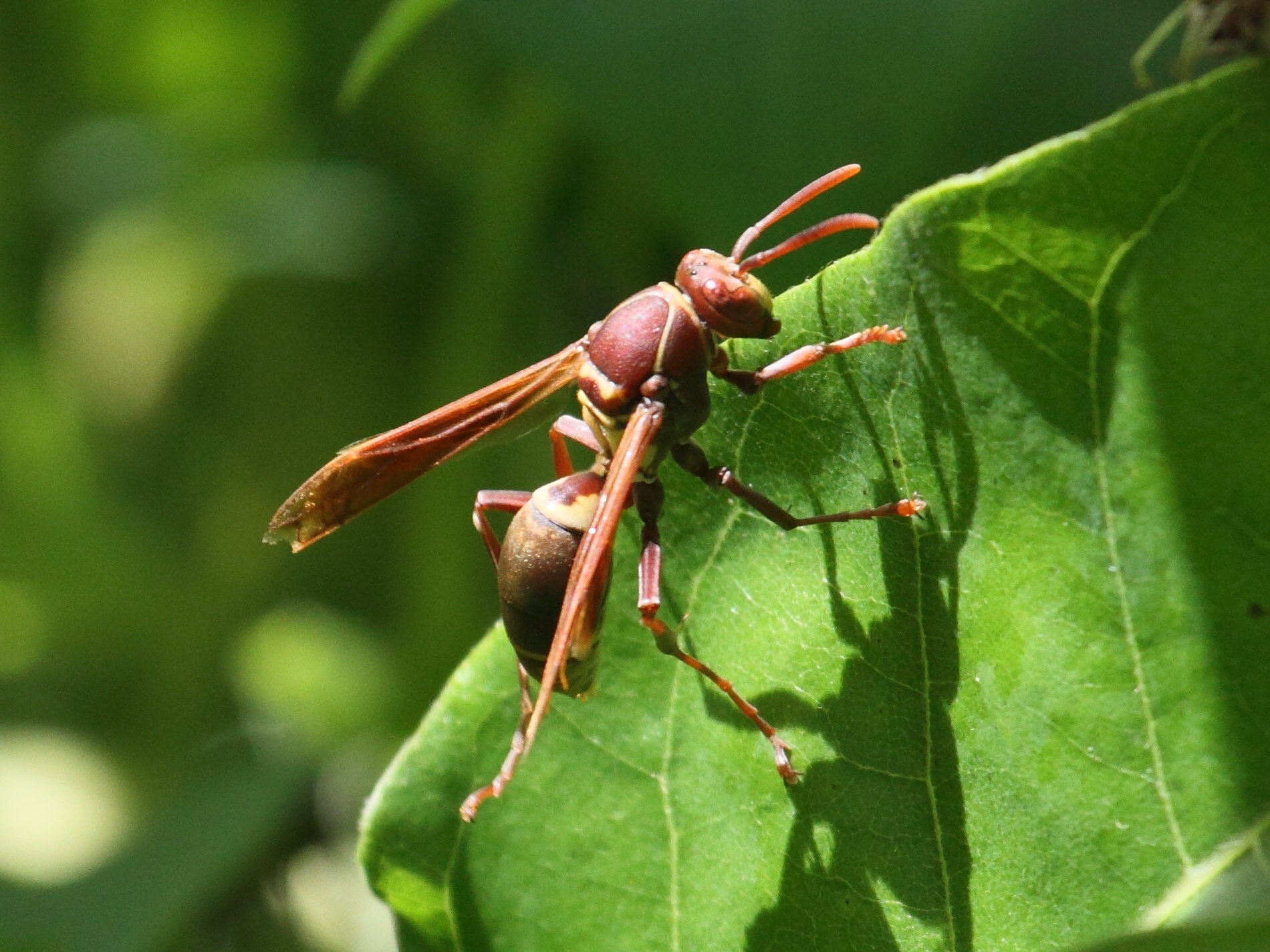 polistes_africanus1bd