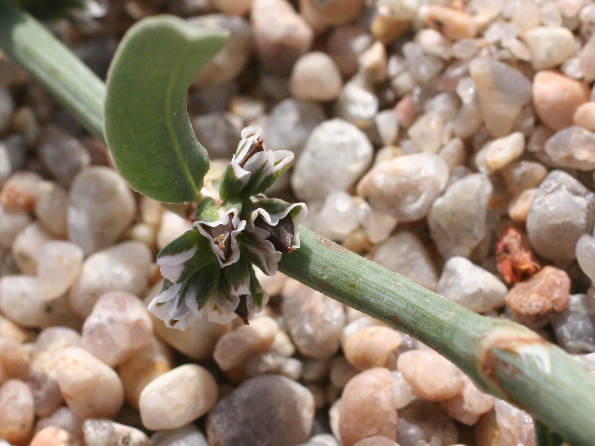 Afficher le média polygonum_raii3md polygonum_raii3md