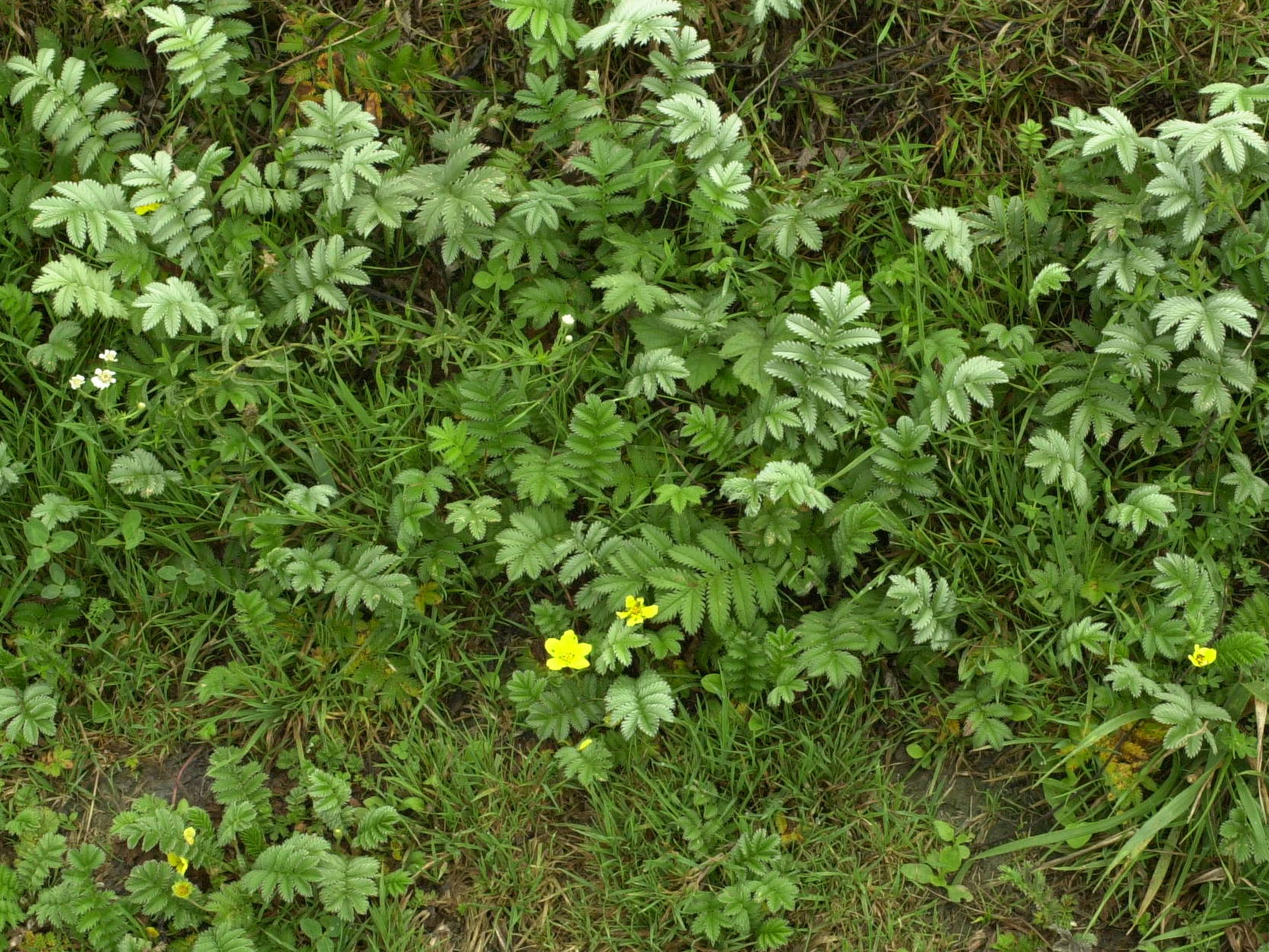 potentilla_anserina1md