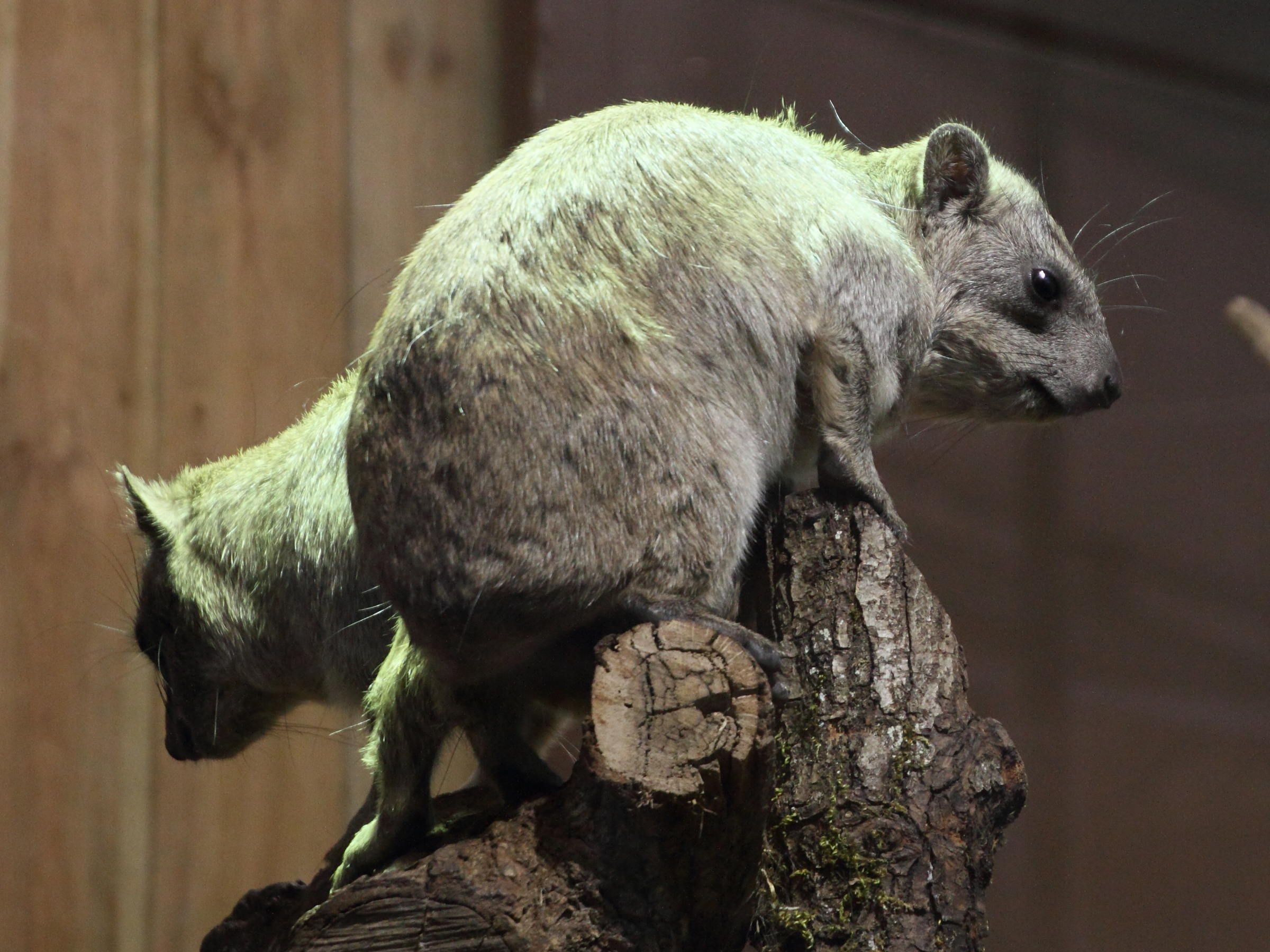 procavia_capensis1md