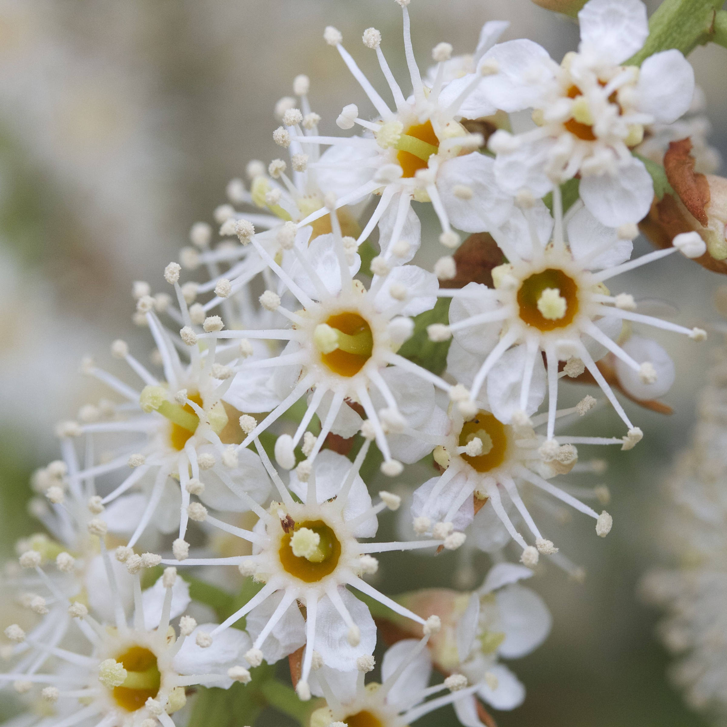 prunus_laurocerasus3bmd