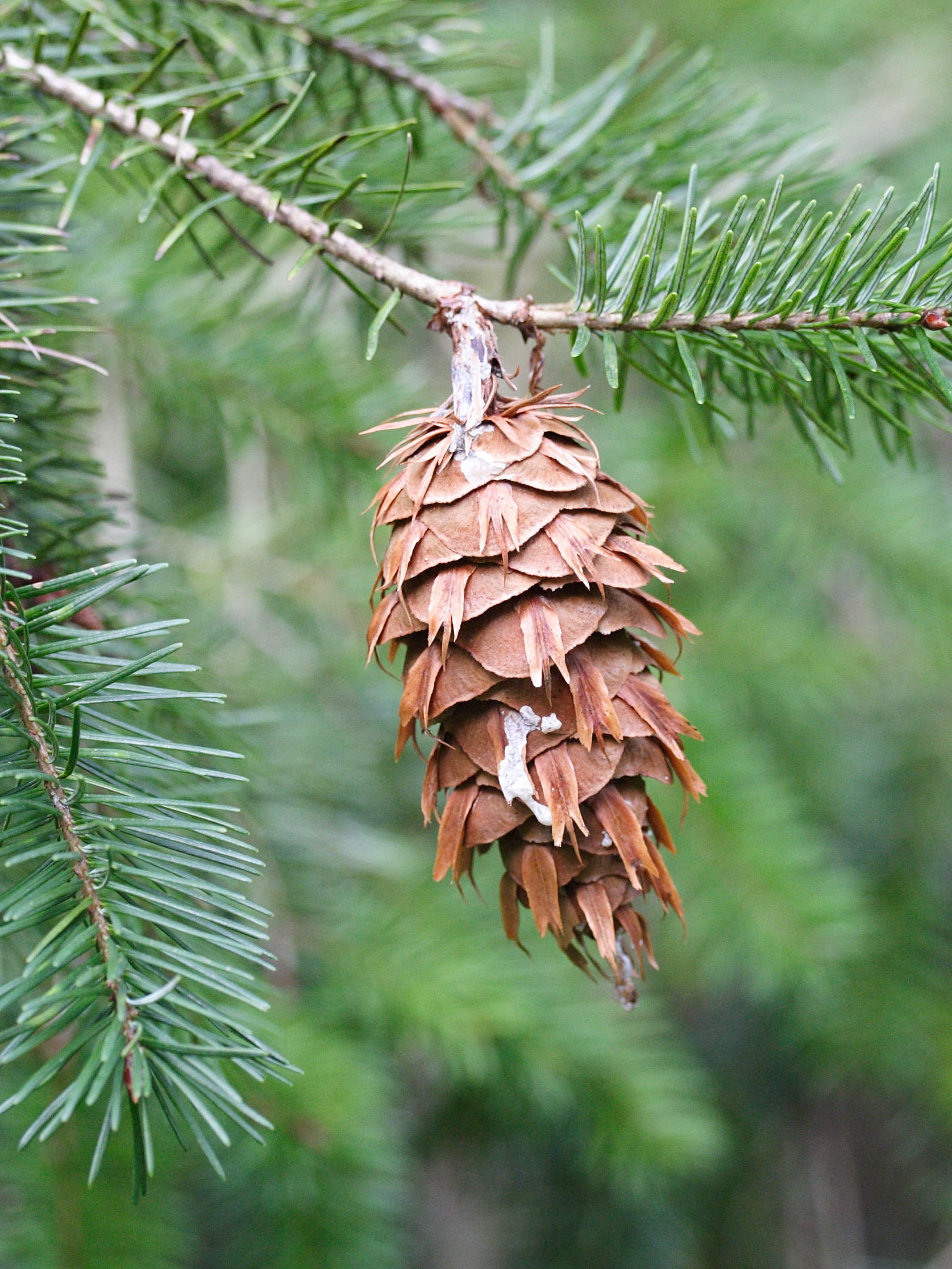 Afficher le média Pseudotsuga_menziesii Pseudotsuga_menziesii