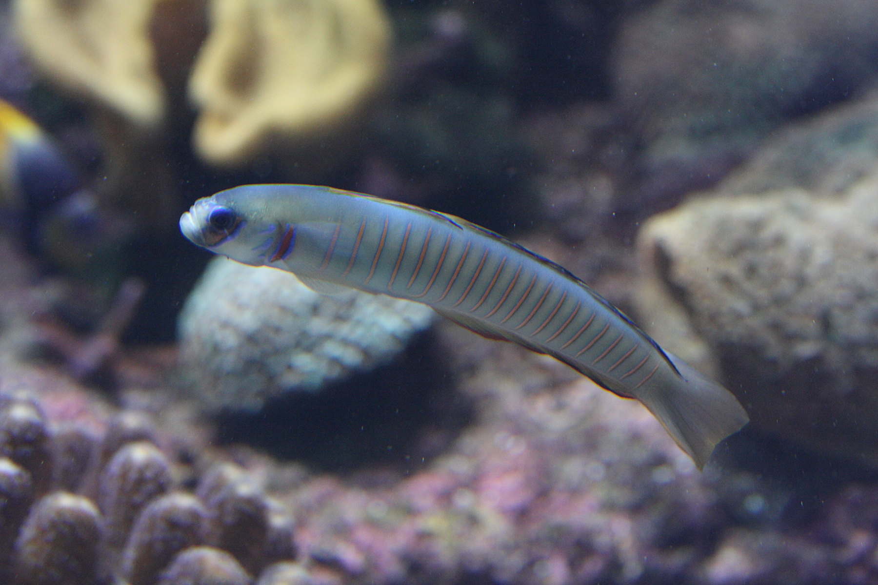 ptereleotris_zebra1md