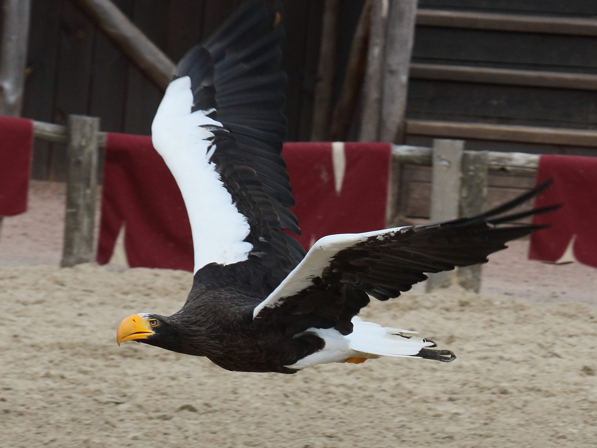 Afficher le média pygargue_de_steller_-_haliaeetus_pelagicus2bd pygargue_de_steller_-_haliaeetus_pelagicus2bd