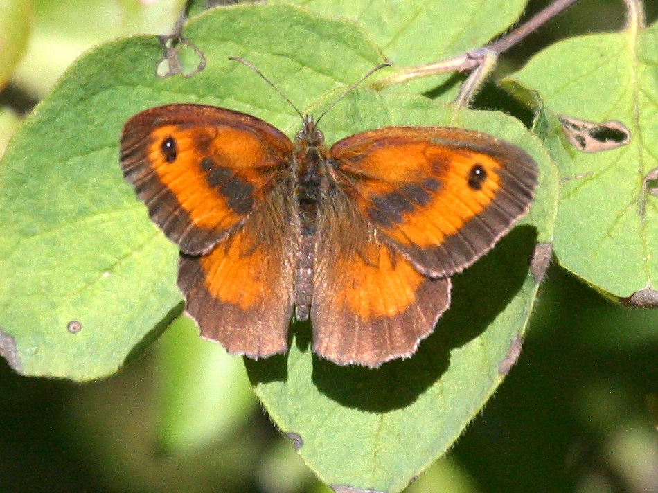 pyronia_tithonus7bbd