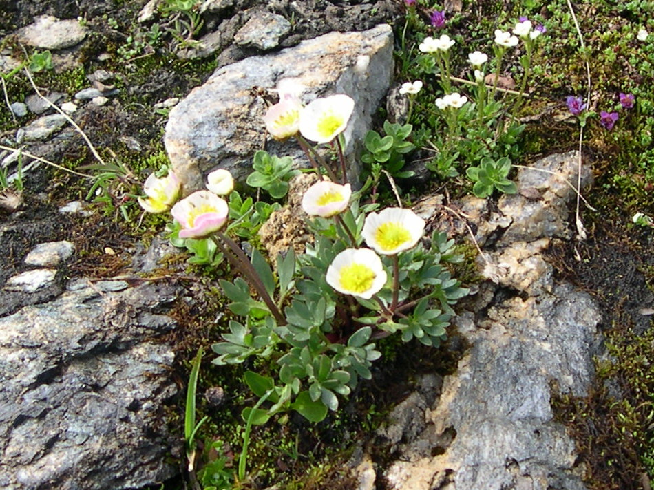 ranunculus_glacialis3md
