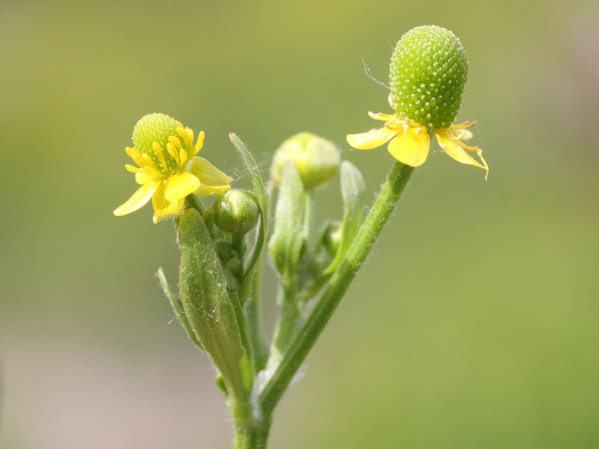 Afficher le média ranunculus_sceleratus3md ranunculus_sceleratus3md
