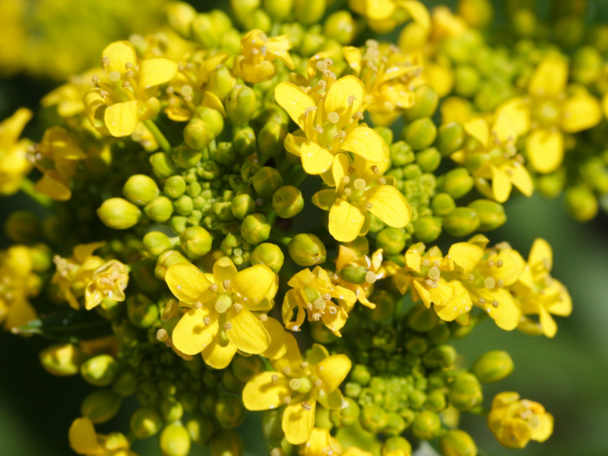 rorippa_austriaca2md