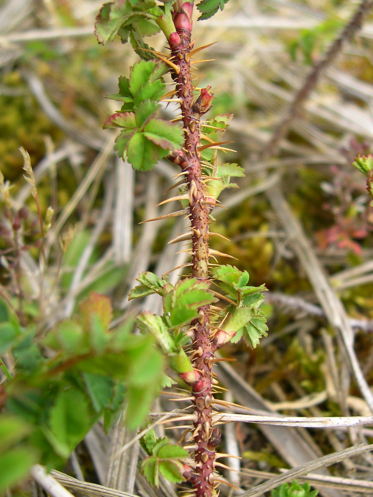 rosa_pimpinellifolia4md