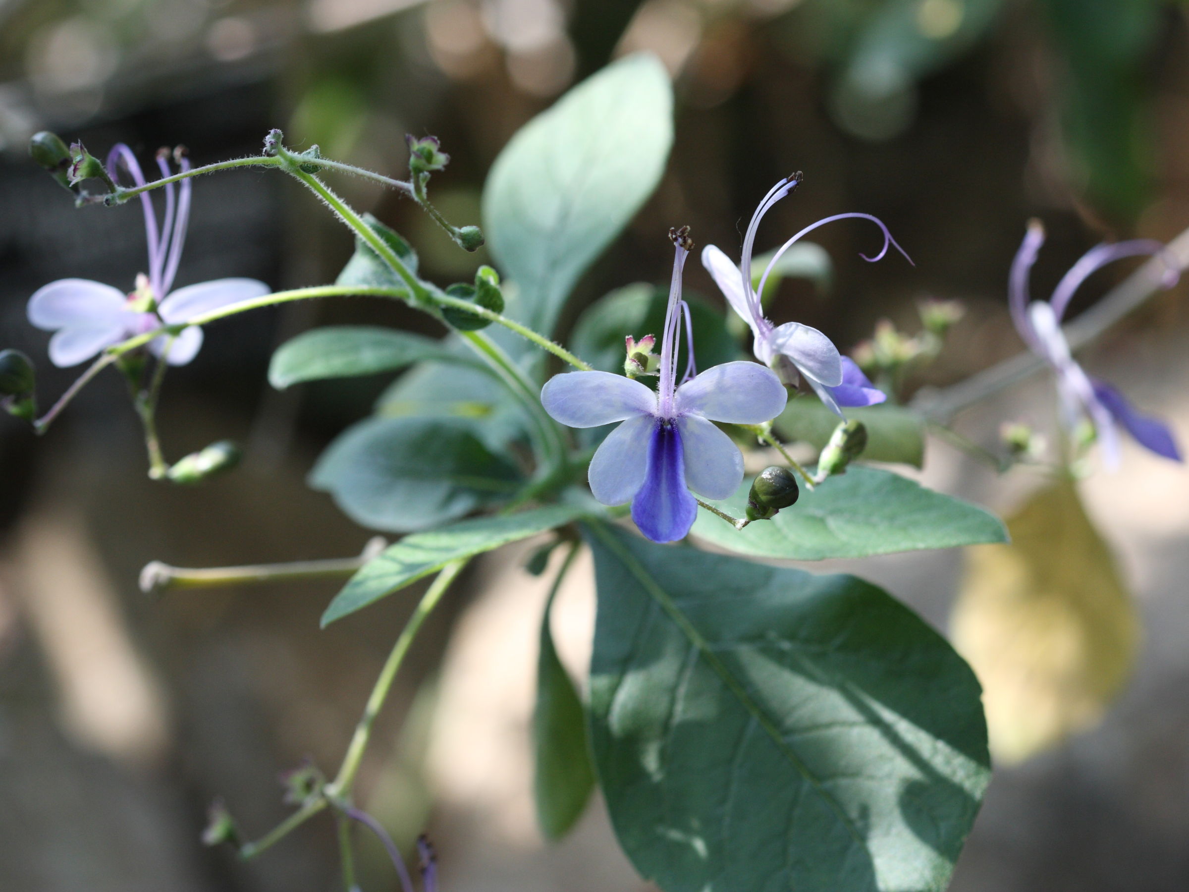 rotheca_myricoides_var_myricoides2sd