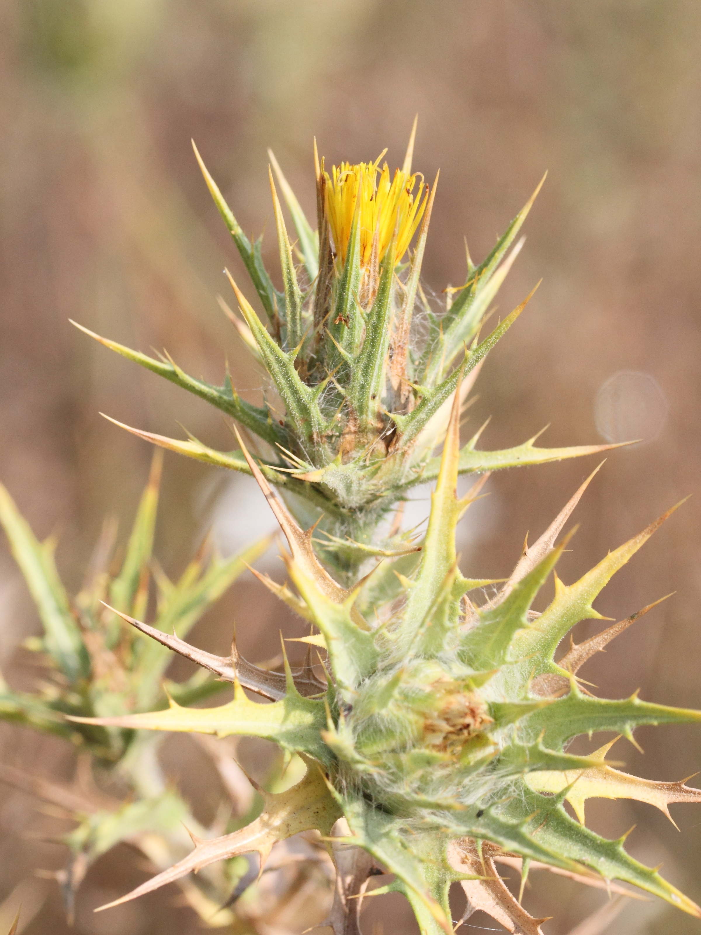 Afficher le média scolymus_hispanicus4md scolymus_hispanicus4md