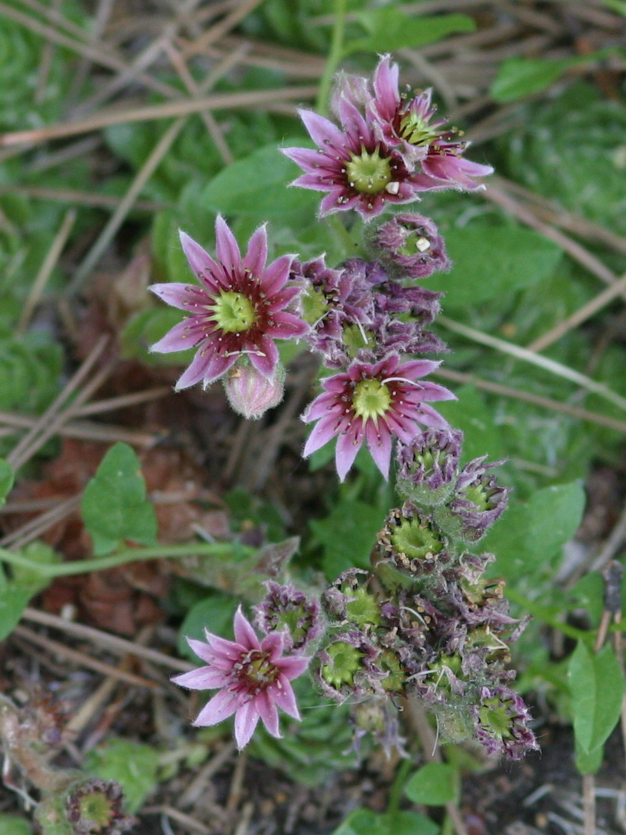 Sempervivum_x guiseppii