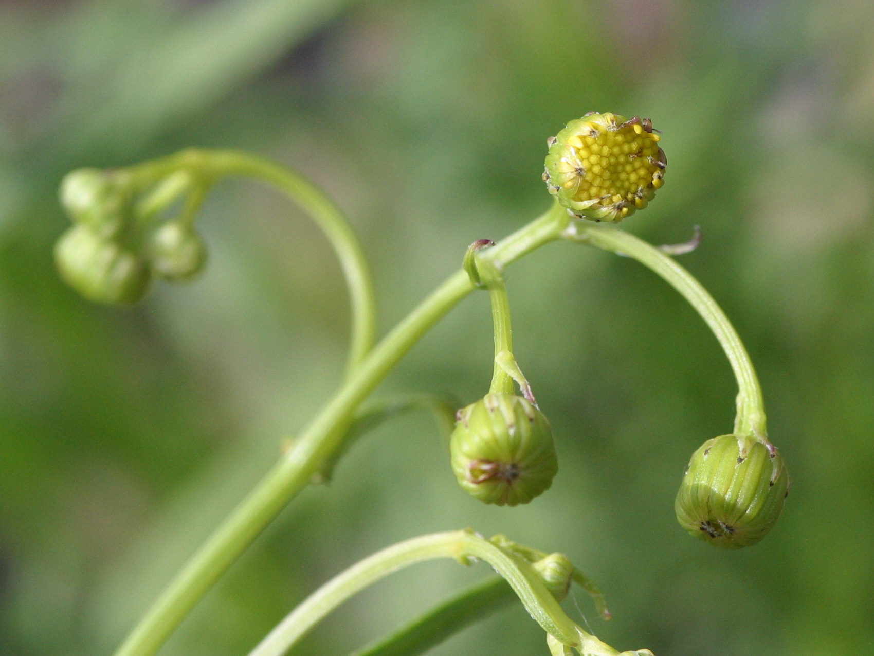 senecio_inaequidens2bbd