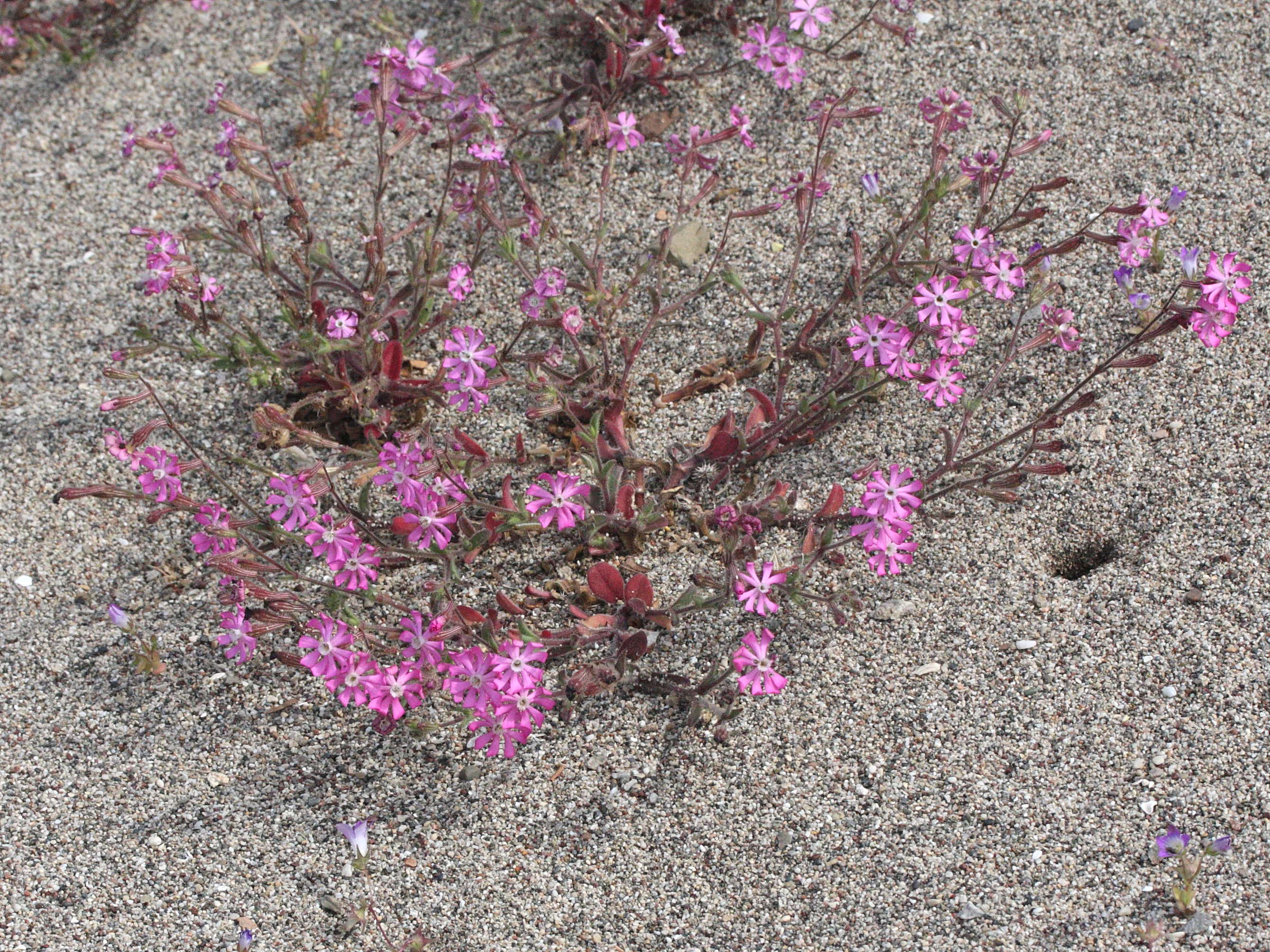 silene_colorata_colorata5md